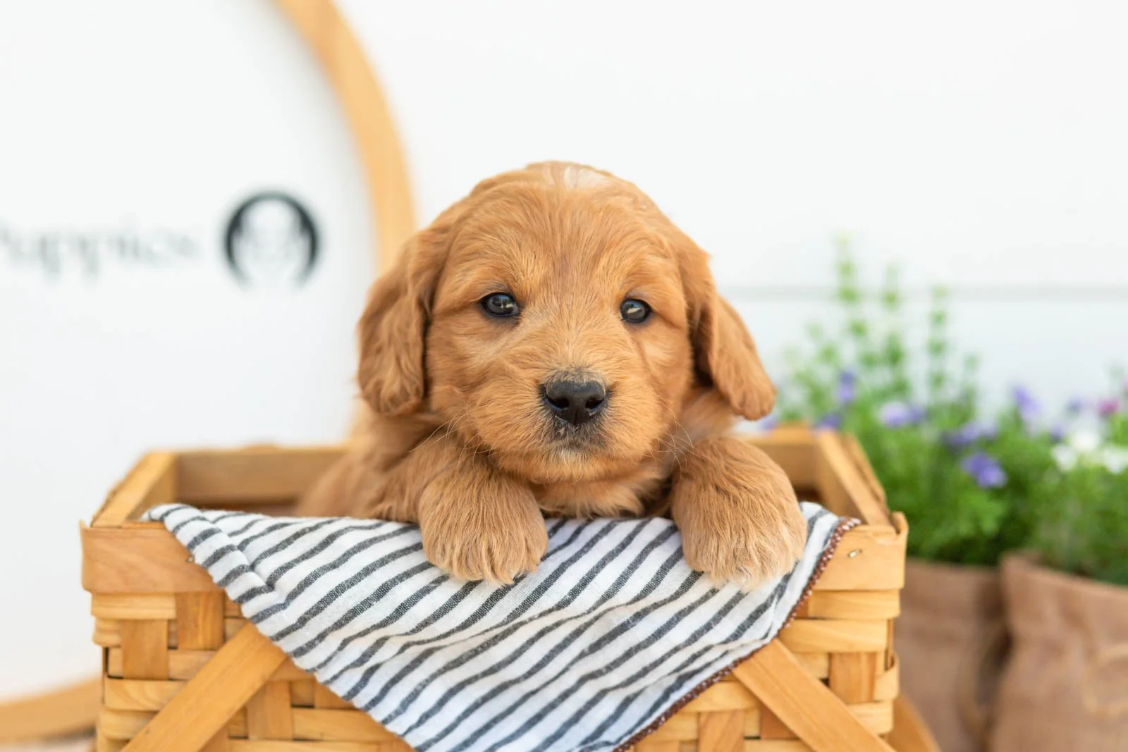 Cha Cha Goldendoodle for sale.(2).jpg