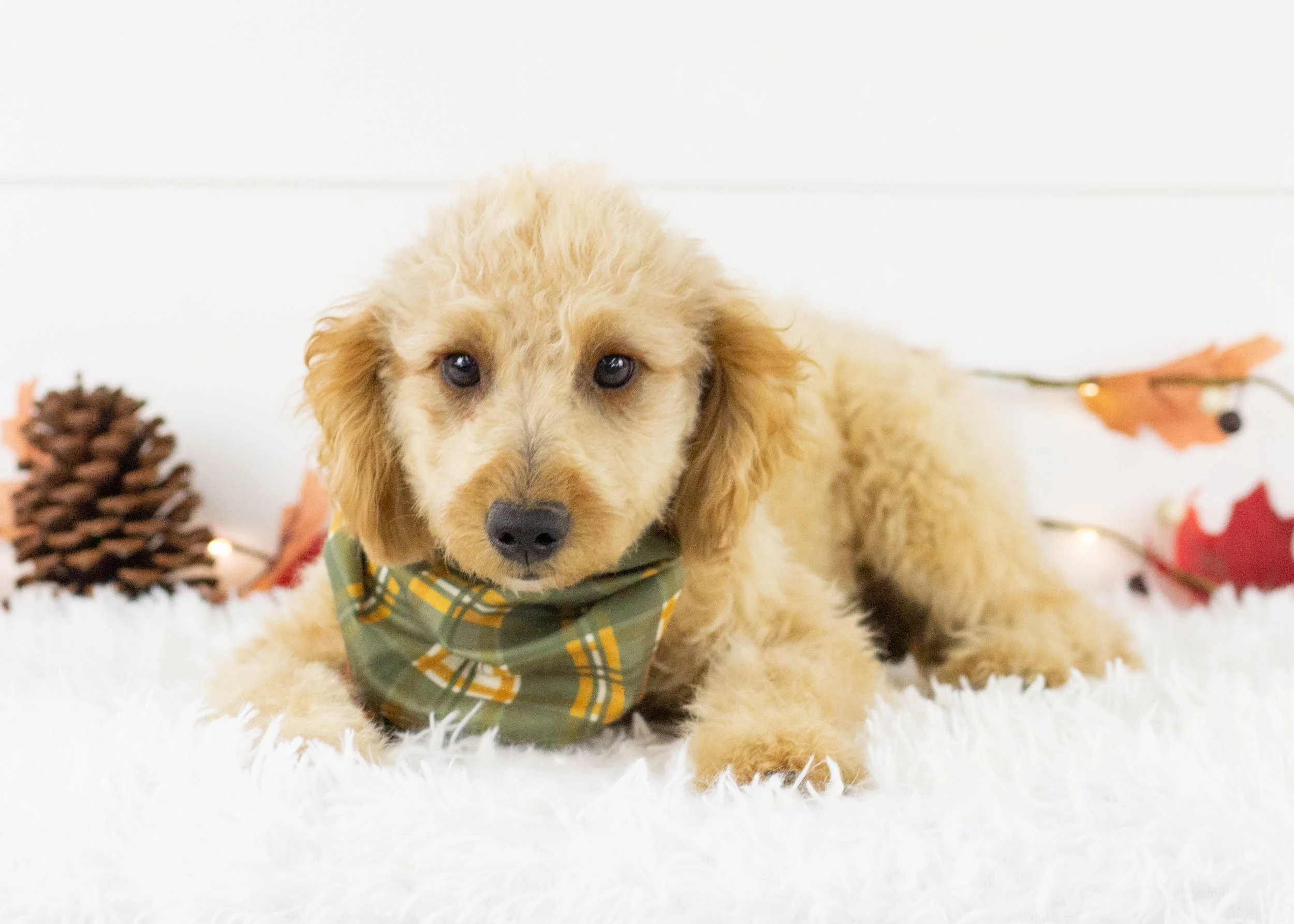 Frankie goldendoodle for sale.jpg