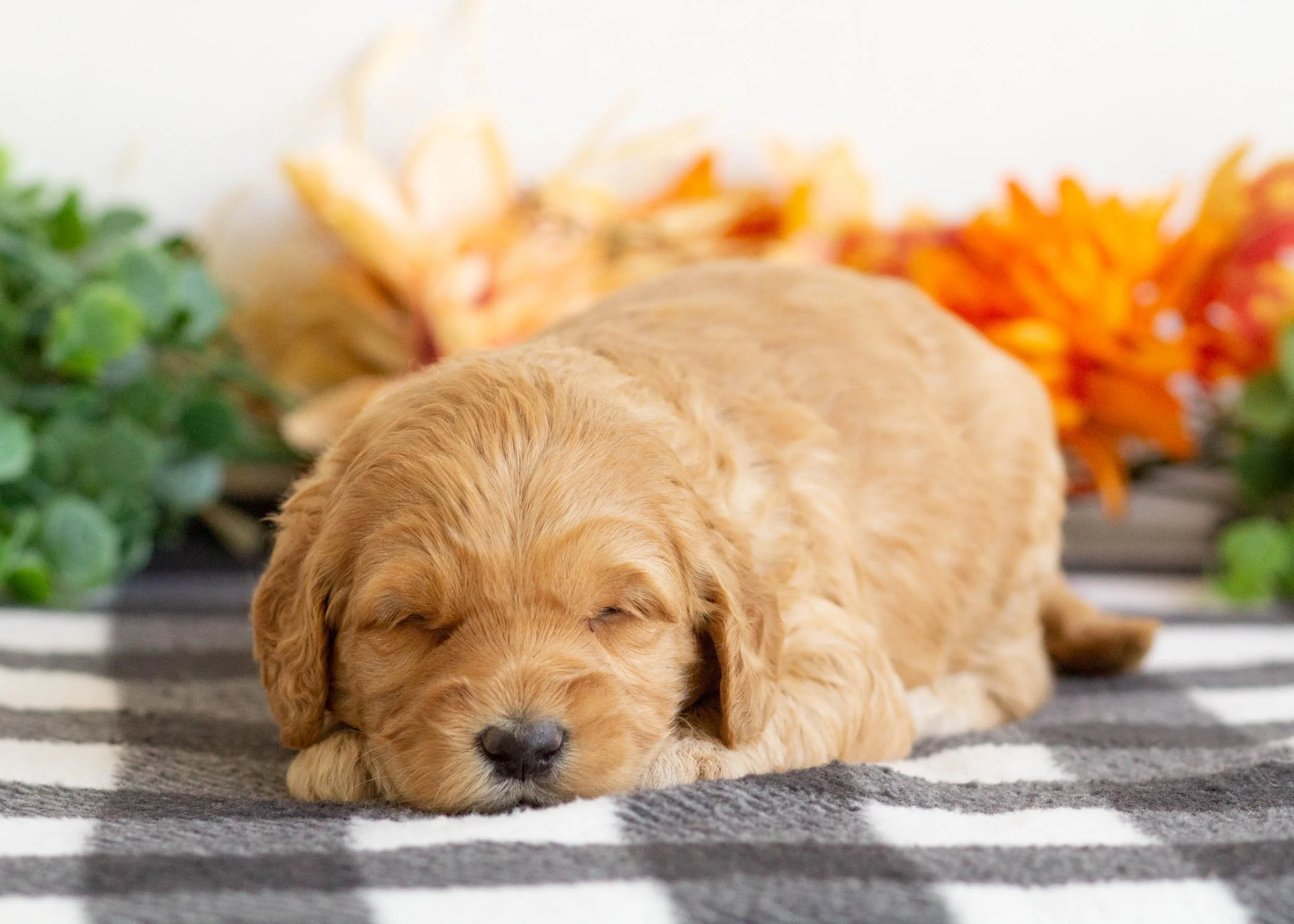 Beauty goldendoodle for sale(1).jpg