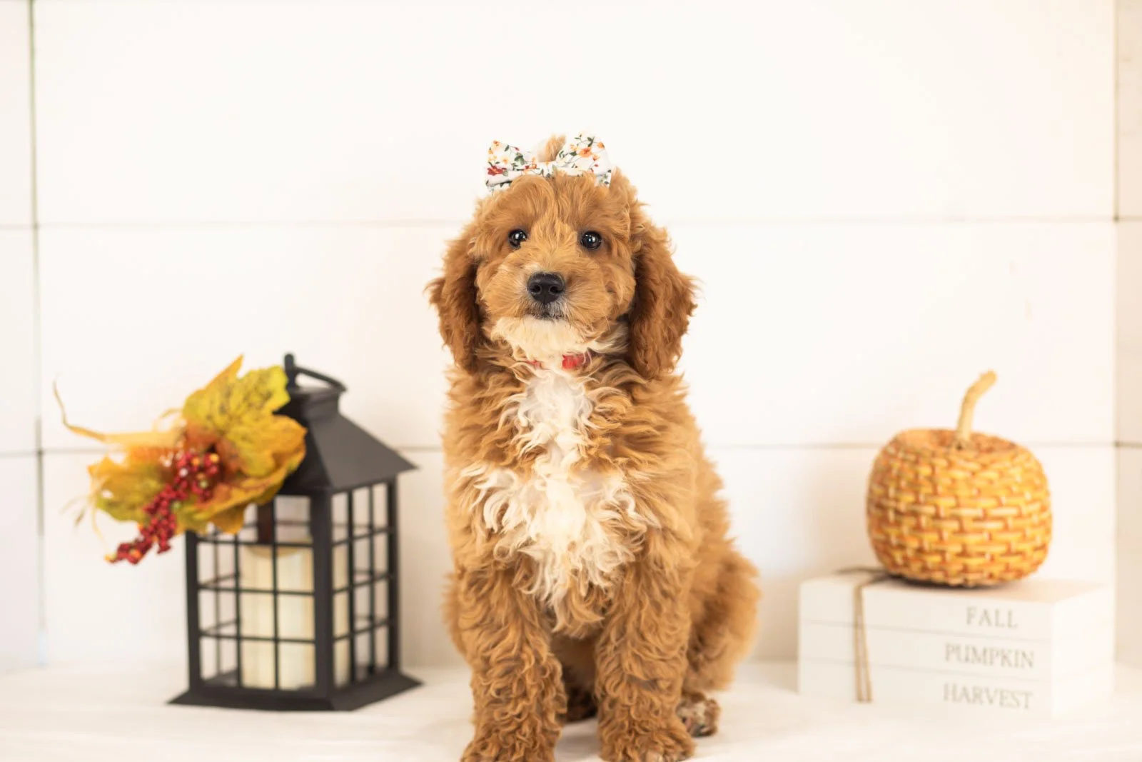 Flora goldendoodle for sale 4.jpg