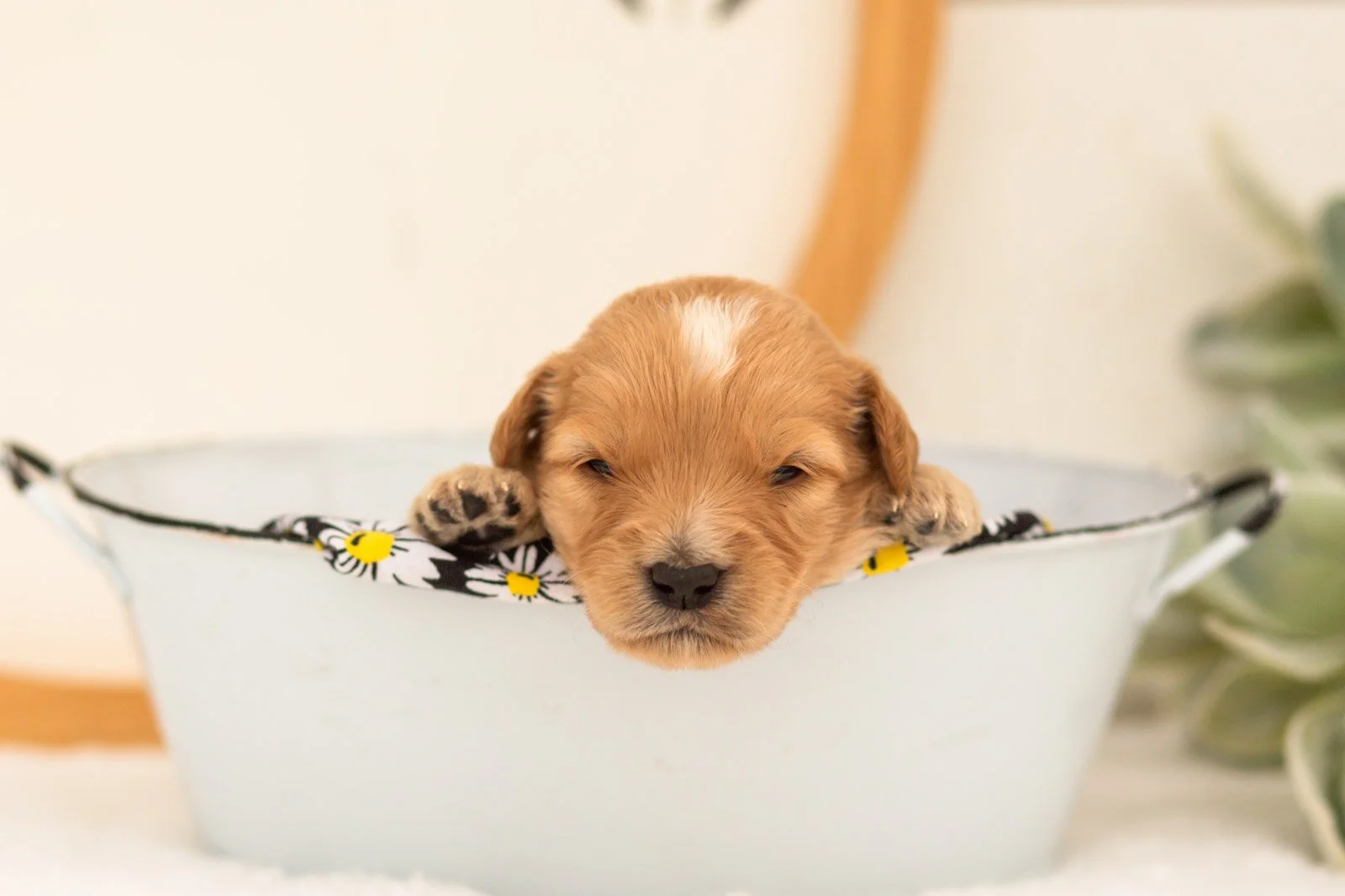 Ezra goldendoodle for sale(3).jpg