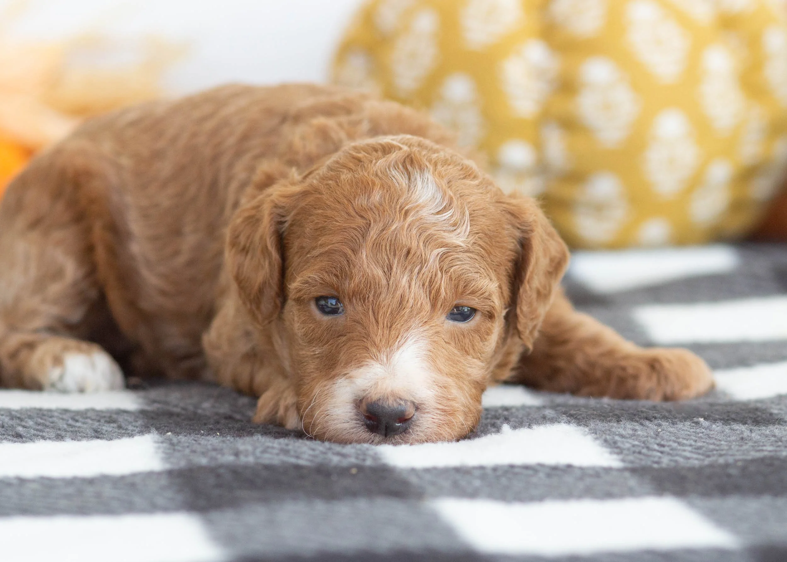 goldendoodle for sale Gala(2).jpg