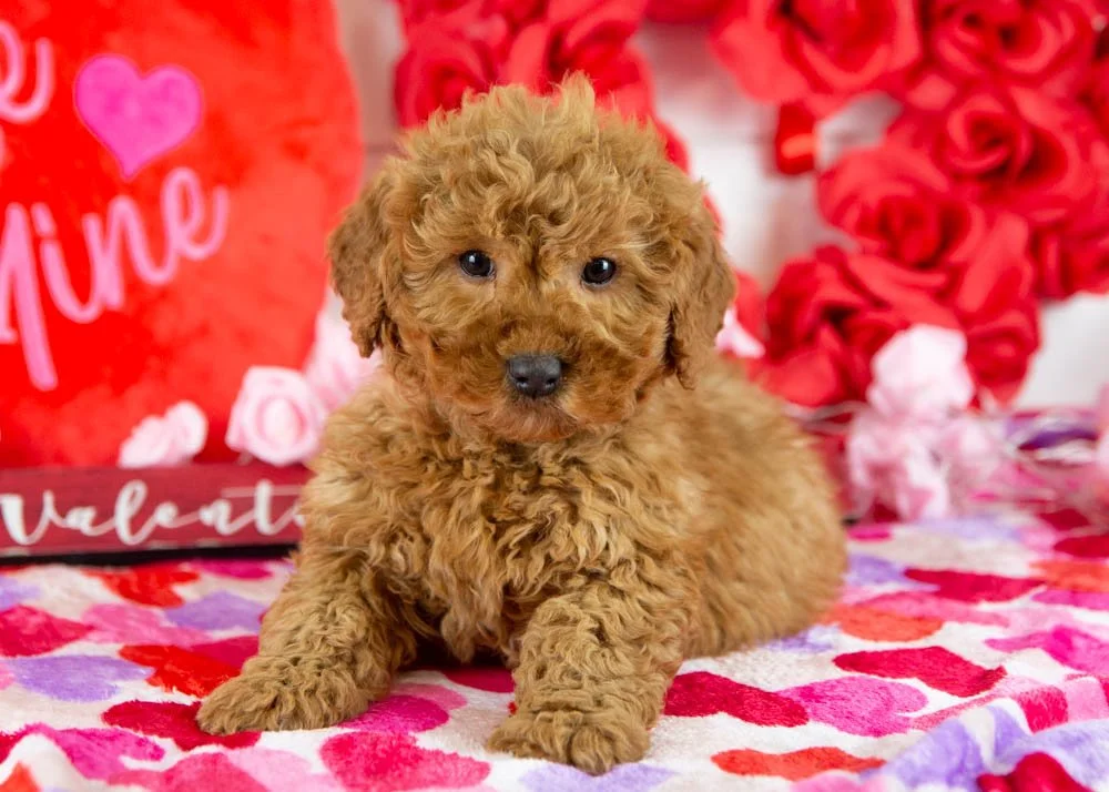 andy goldendoodle for sale.jpg