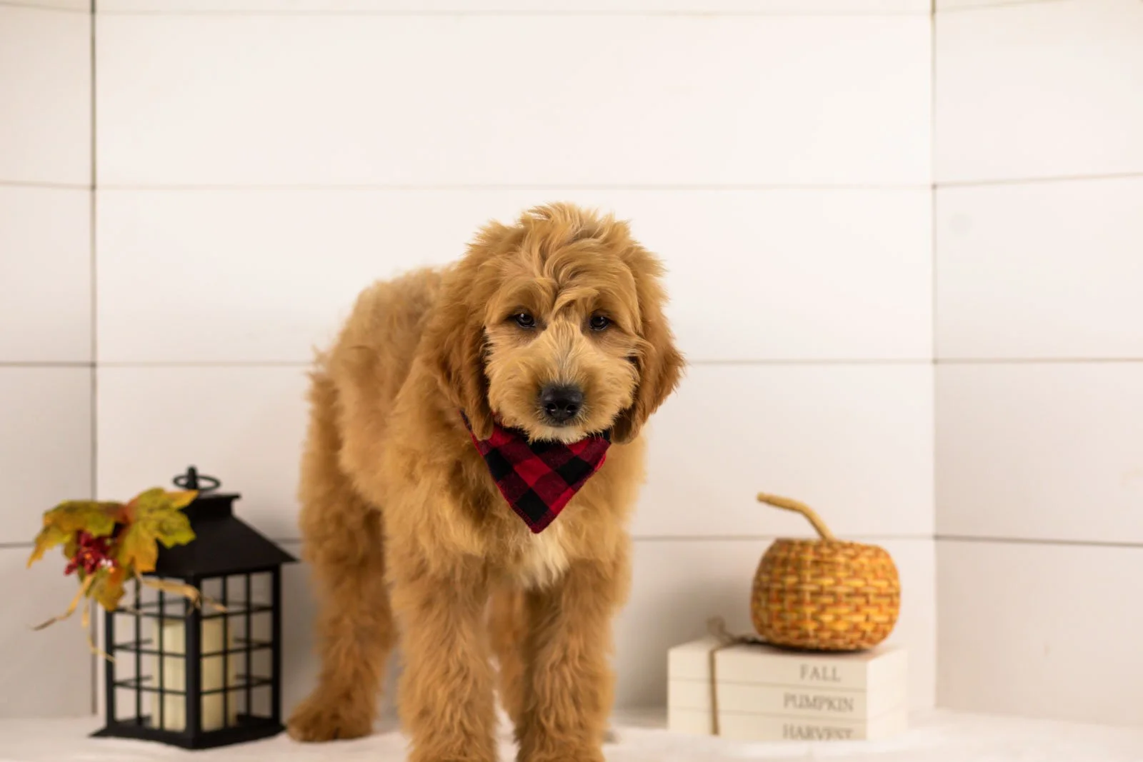 Barley goldendoodle for sale 1.jpg