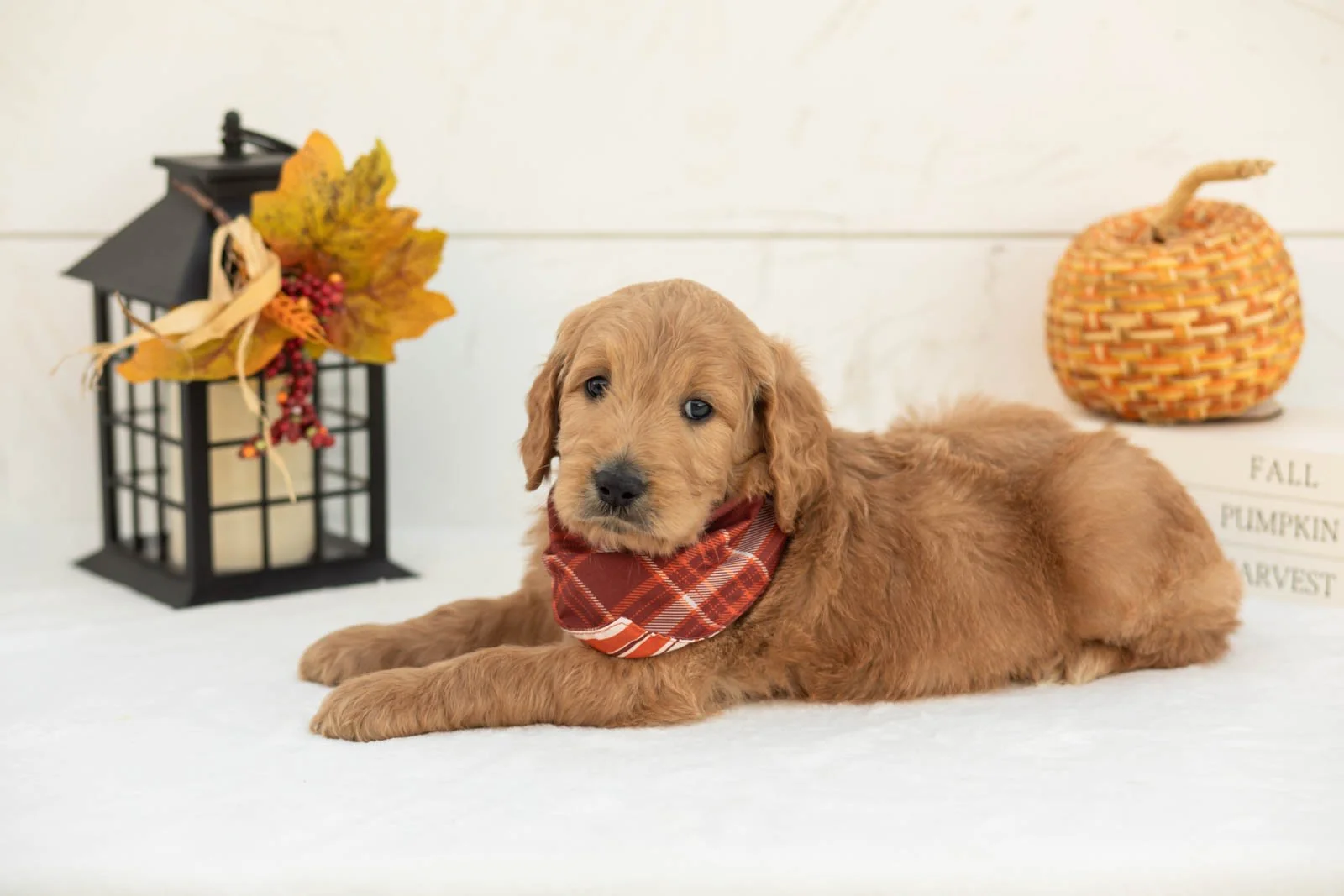 Cowardly Lion goldendoodle for sale 5.jpg