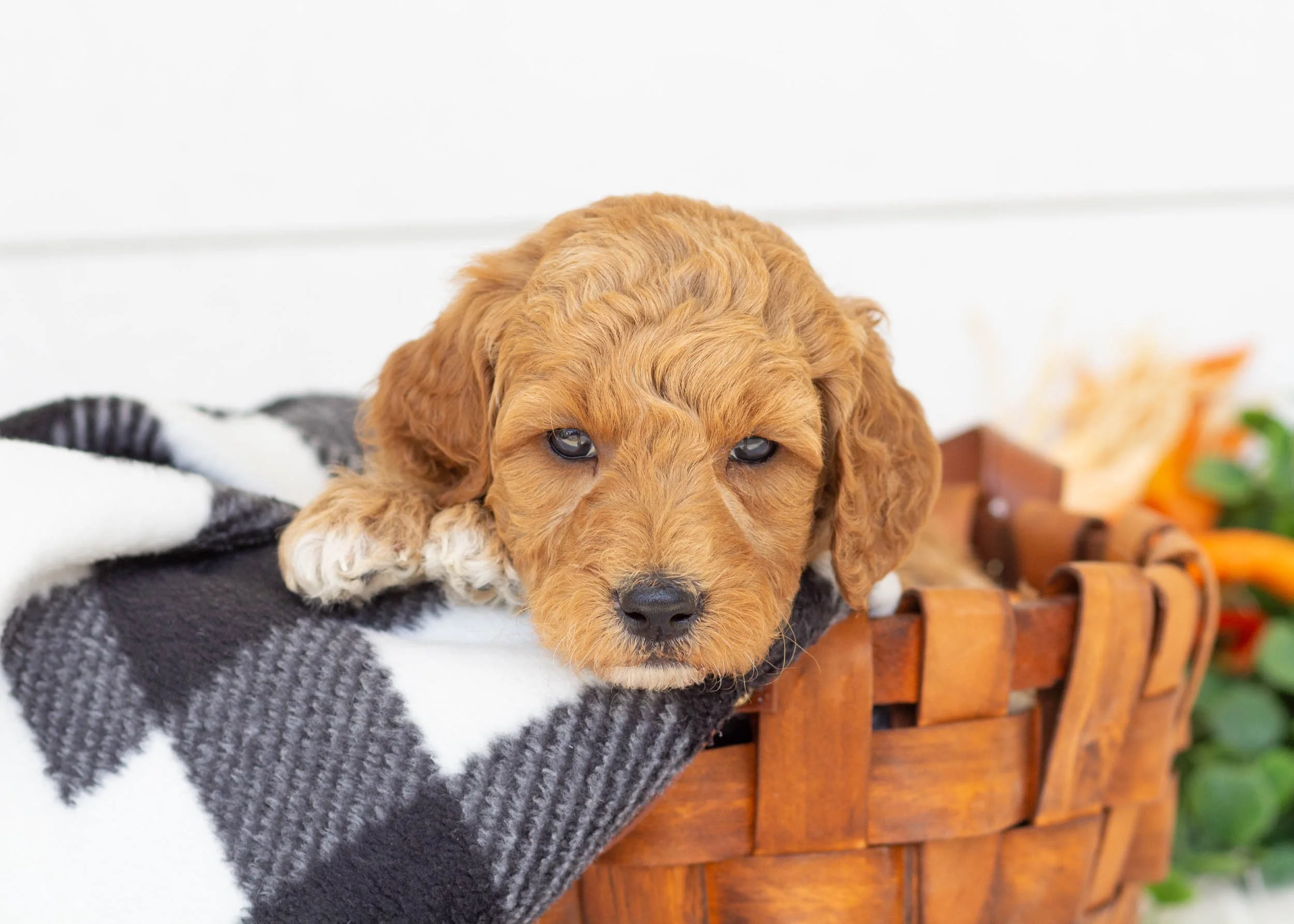 Bunker goldendoodle for sale(3).jpg