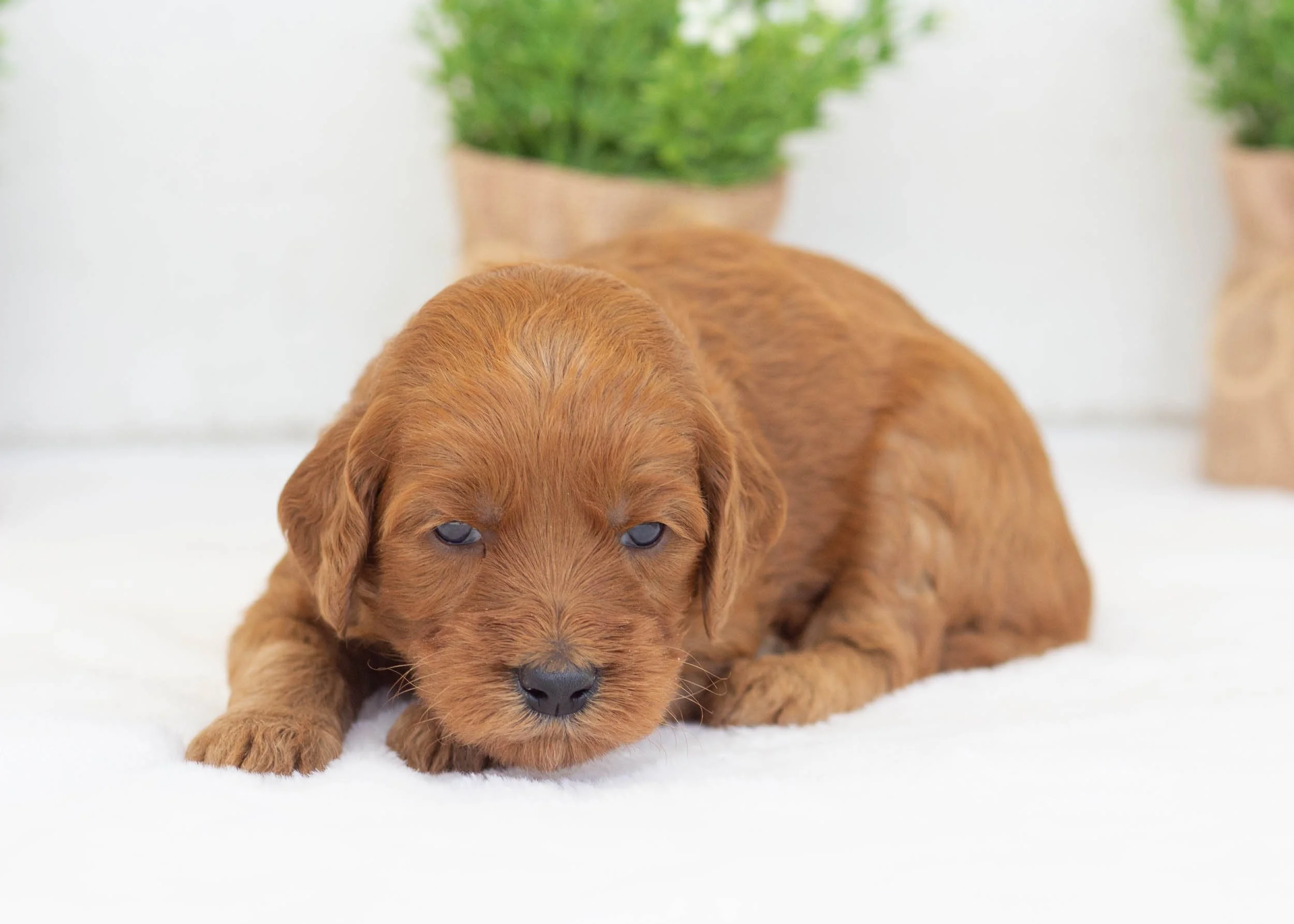 Tee goldendoodle for sale0.jpg