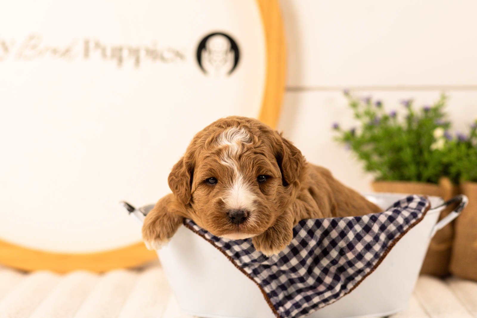 Ivory goldendoodle for sale(2).jpg