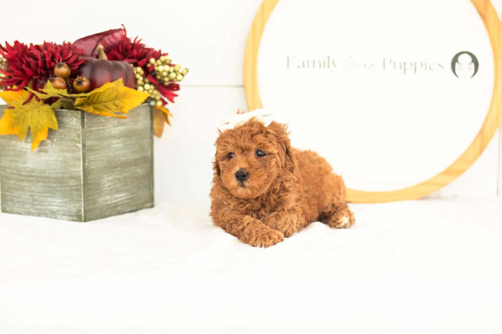 Velvet goldendoodle for sale.jpg