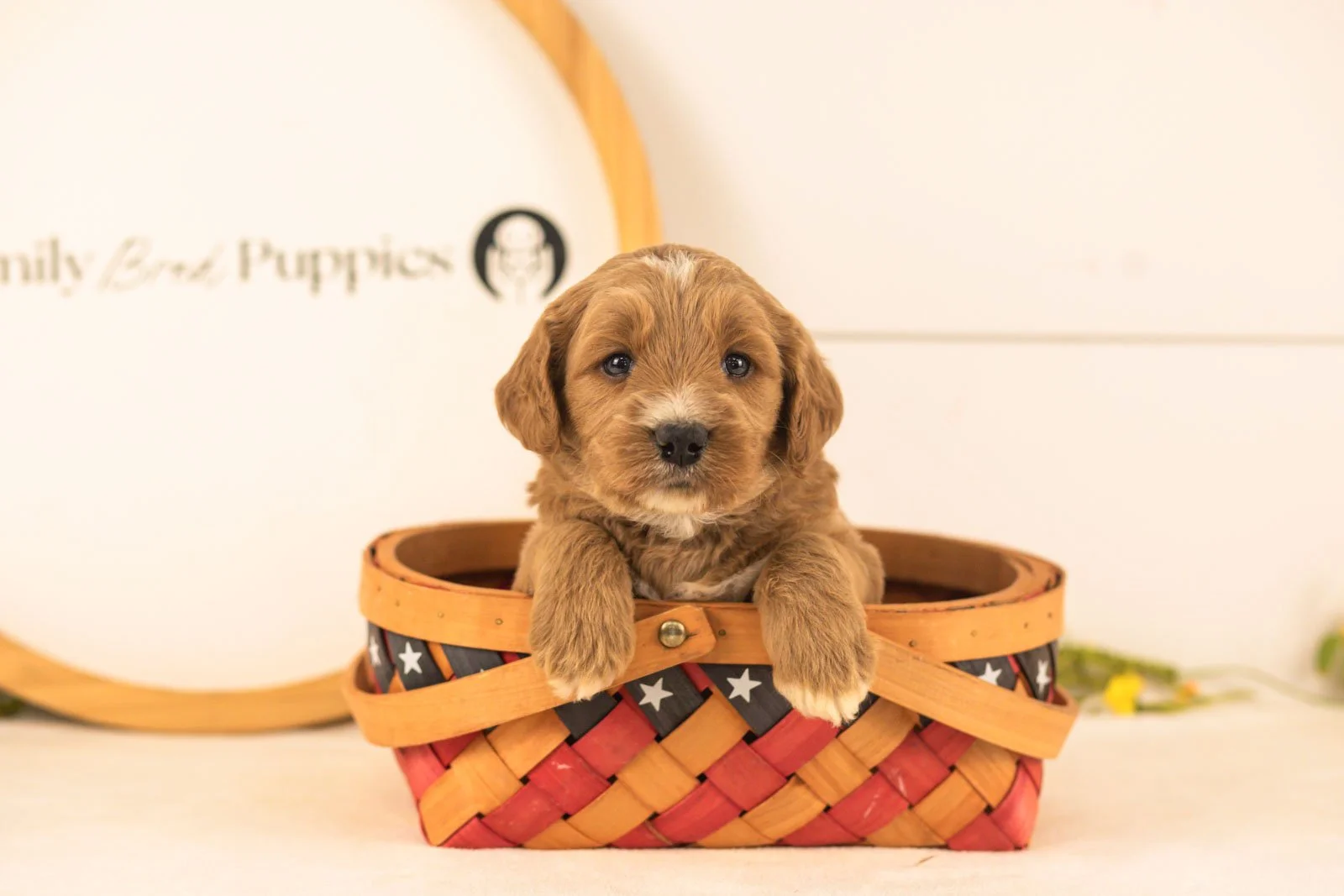 Otis goldendoodle for sale(3).jpg