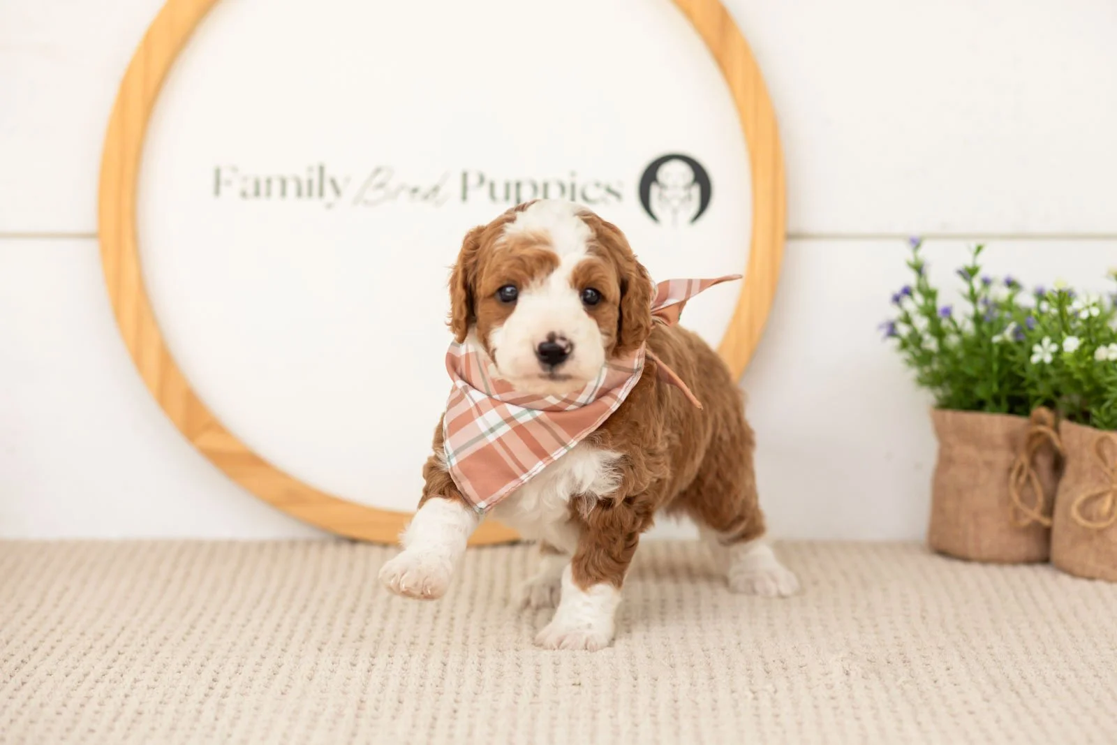 Rocket goldendoodle for sale(2).jpg