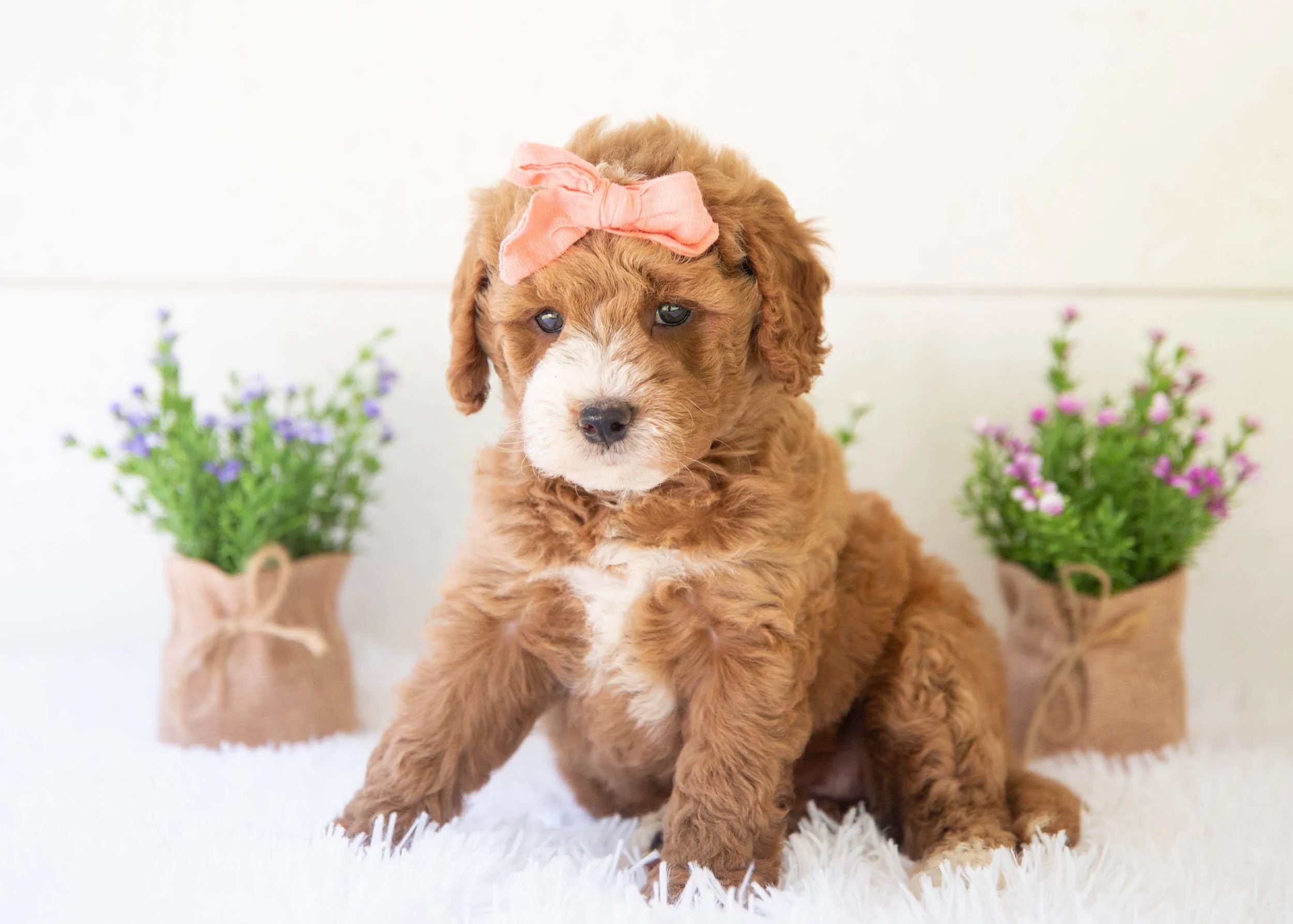 Lenny goldendoodle for sale(1).jpg