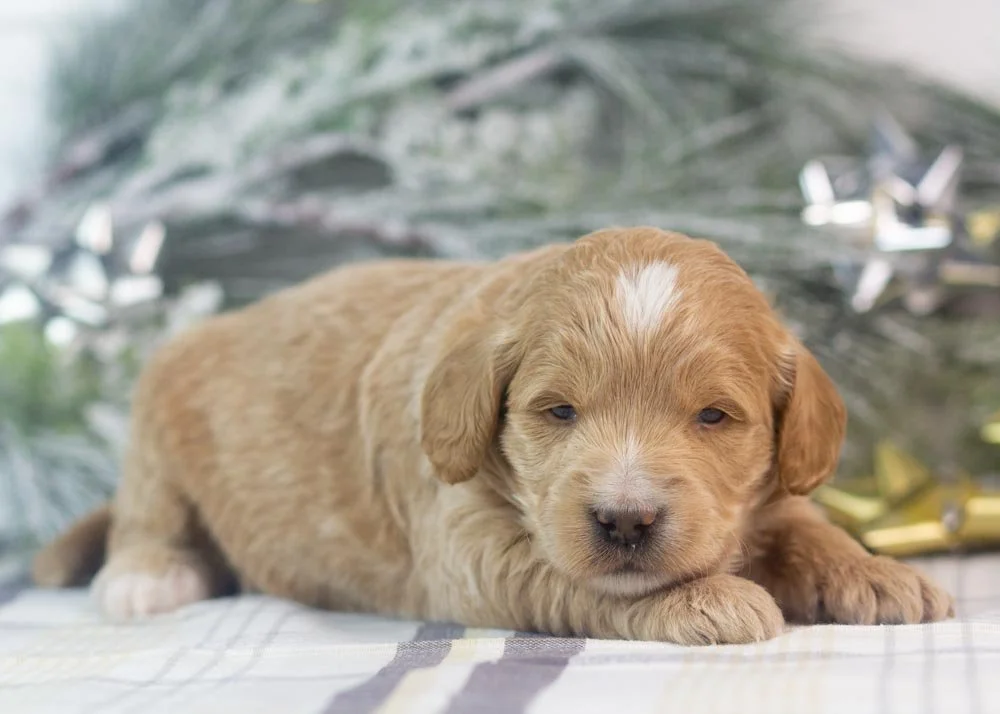 snare goldendoodle for sale(3).jpg