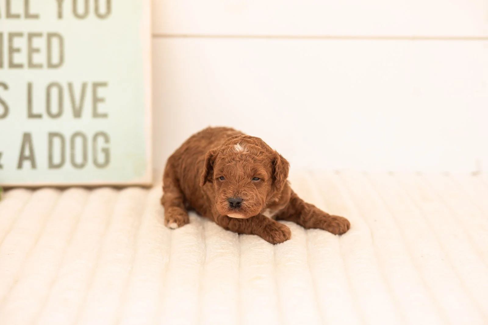 Tuna goldendoodle for sale.jpg