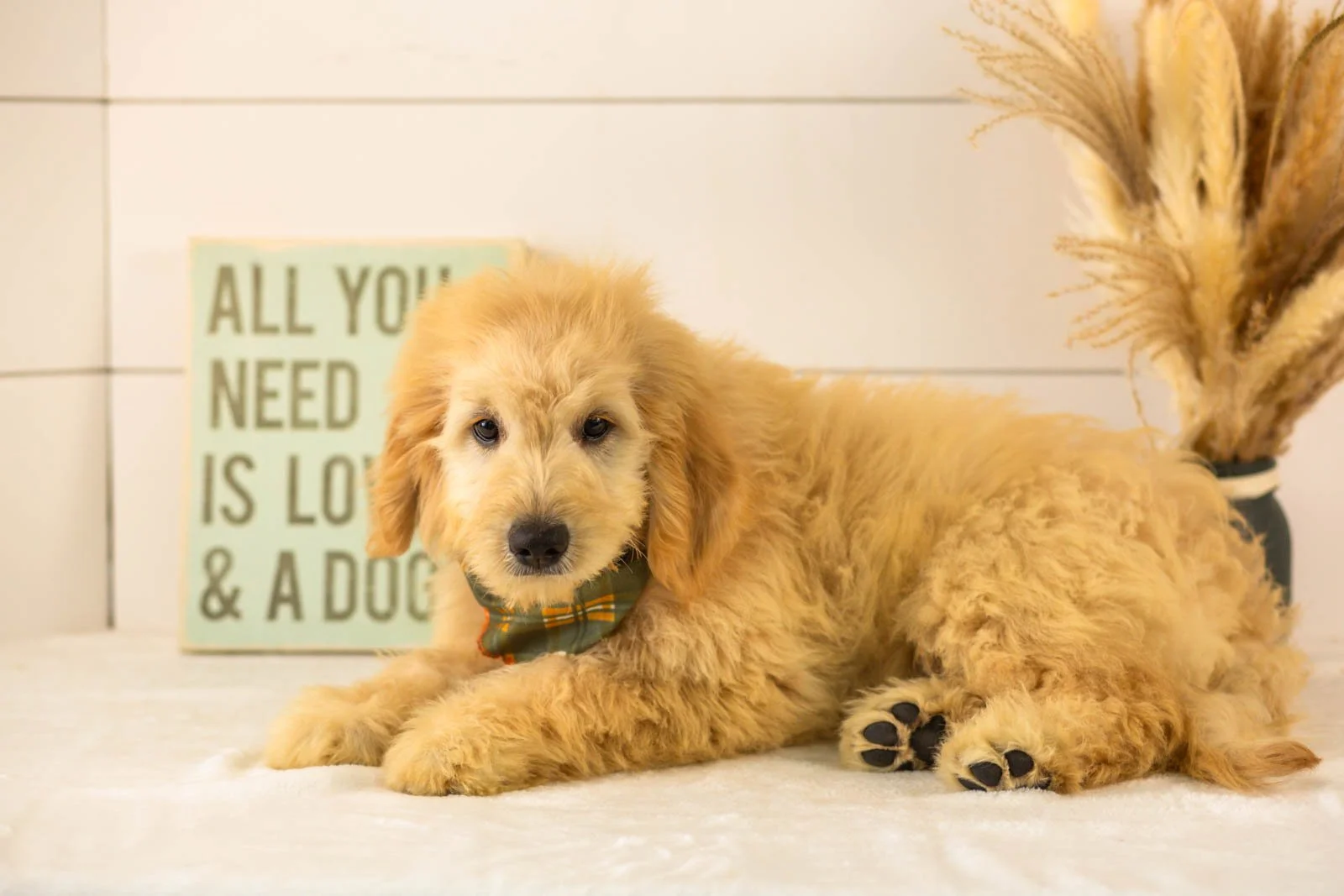 Emry goldendoodle for sale.jpg