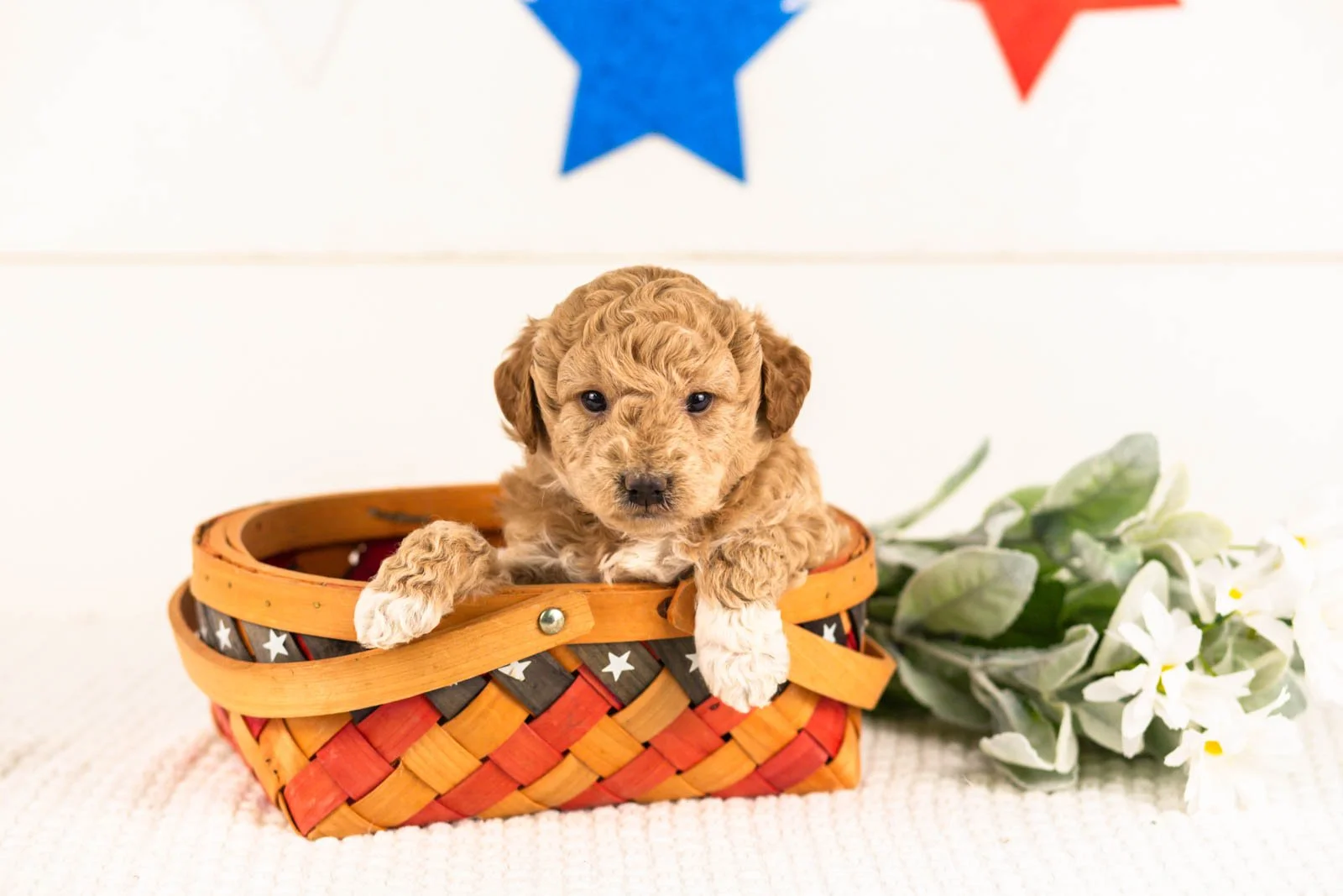 caleb goldendoodle for sale.(3).jpg