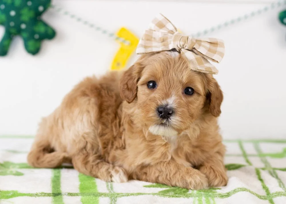 Linda goldendoodle for sale.jpg