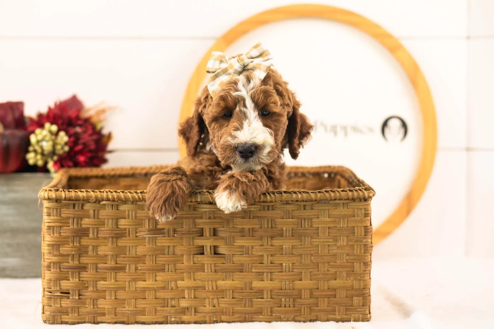 Lanie goldendoodle for sale(4).jpg