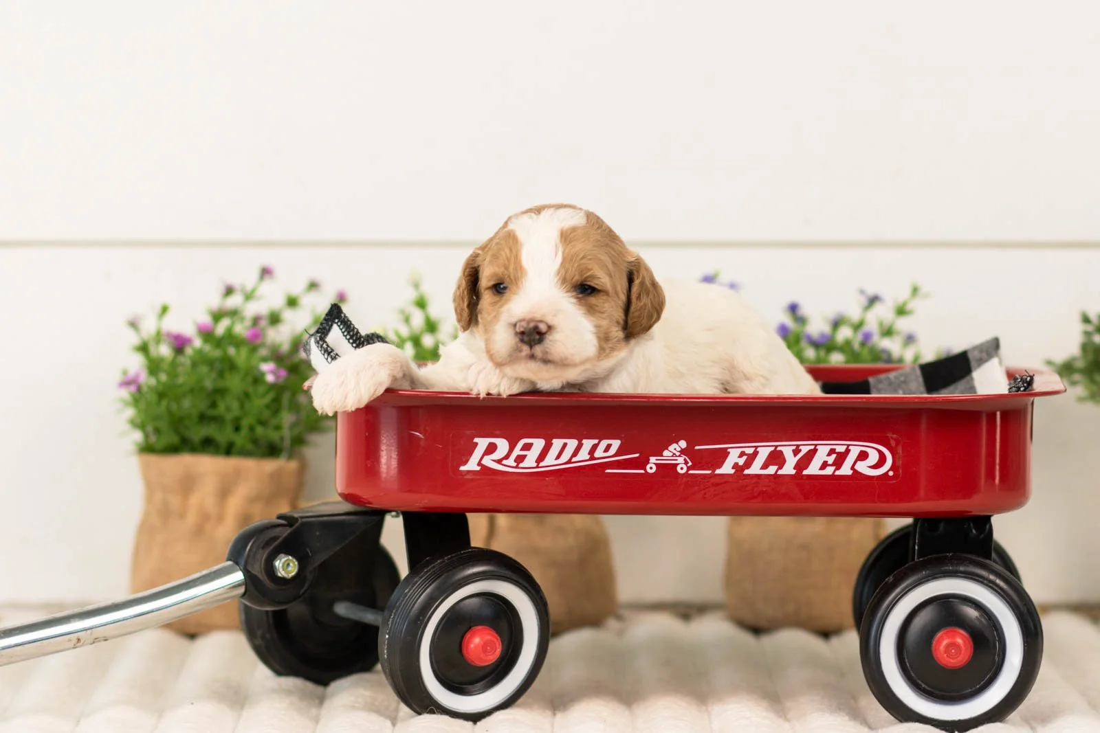 lance goldendoodle for sale(3).jpg