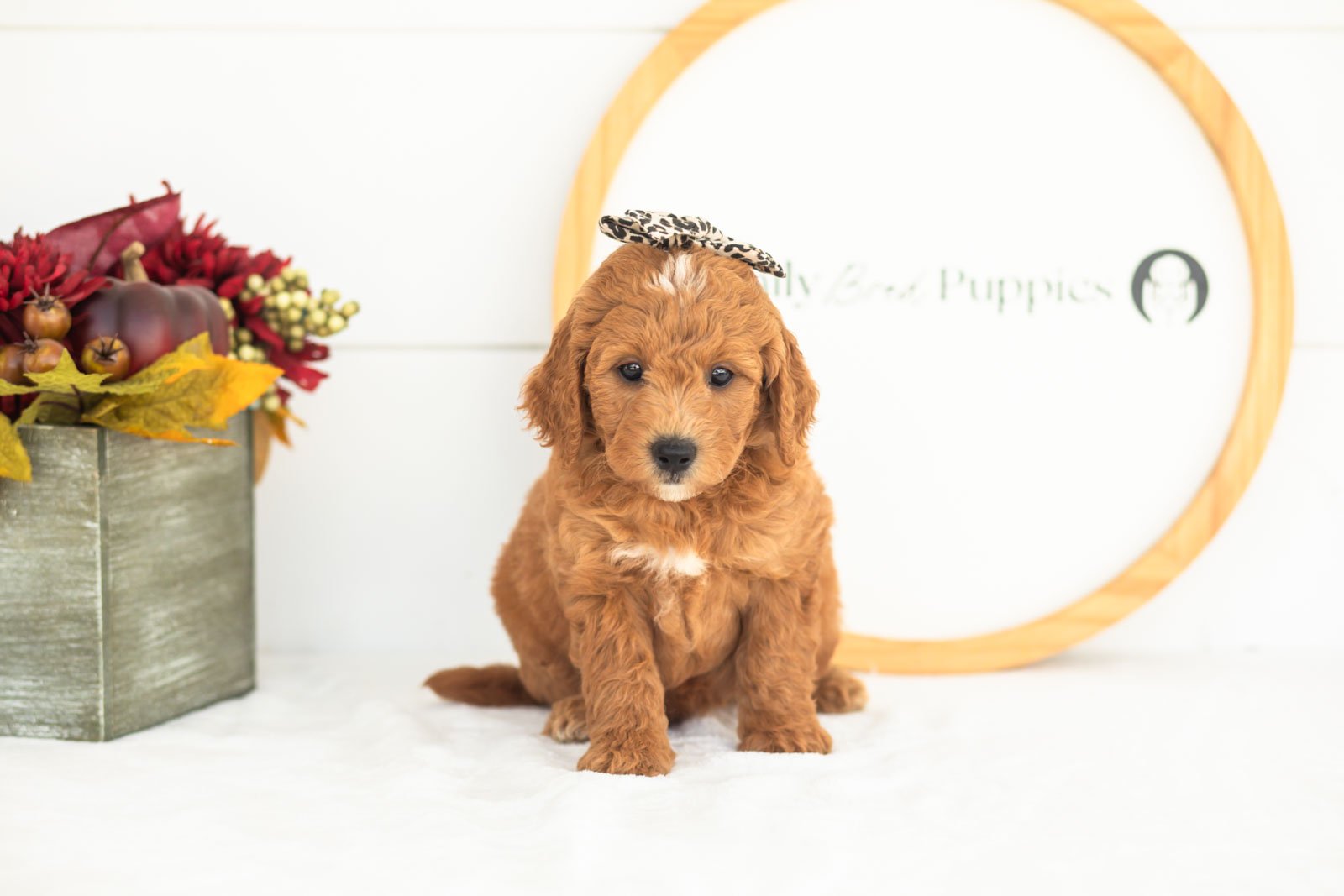 Satin goldendoodle for sale(3).jpg
