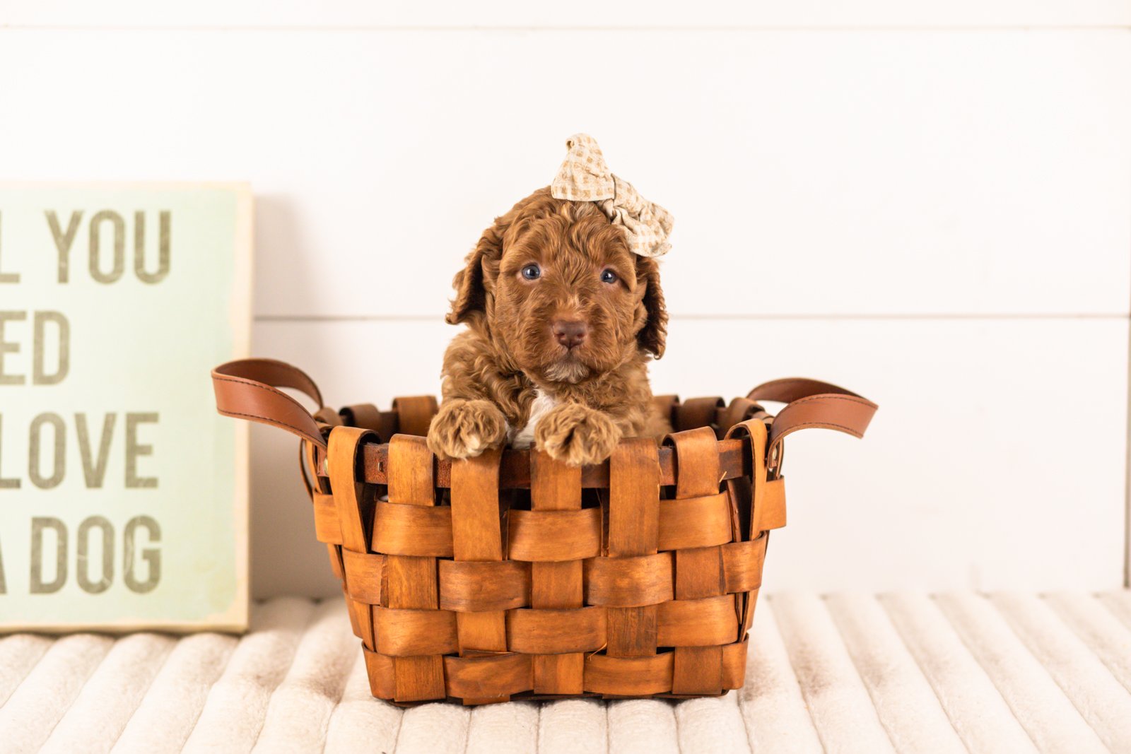 Layla goldendoodle for sale.jpg