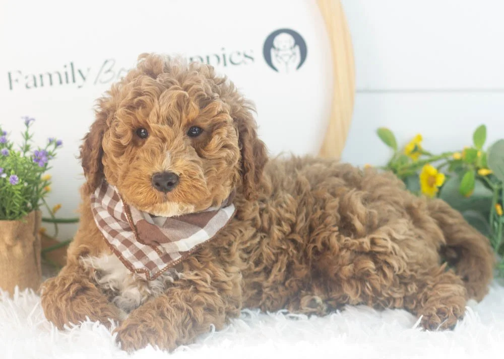 Blake goldendoodle for sale(2).jpg