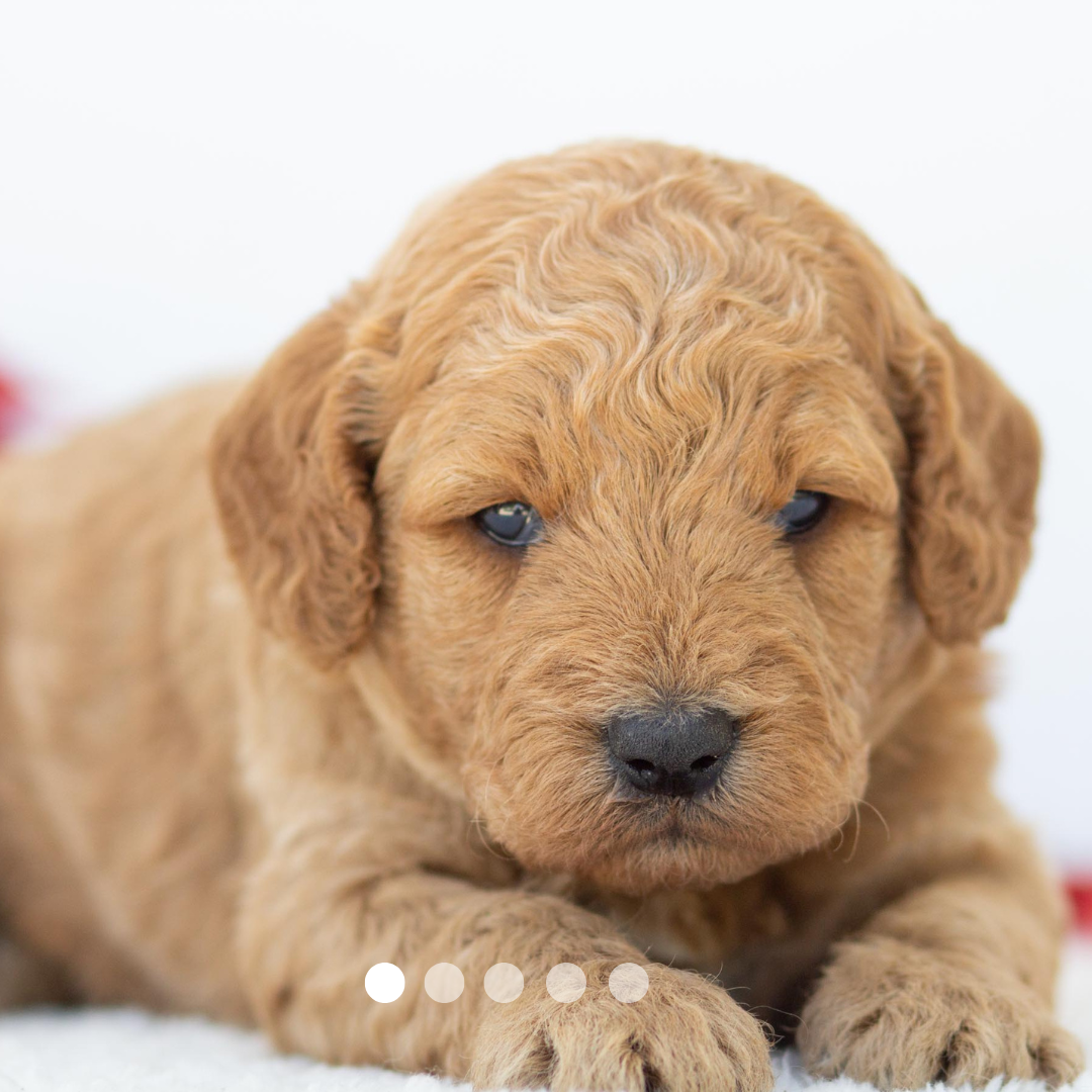 Copy of FBP Design.png