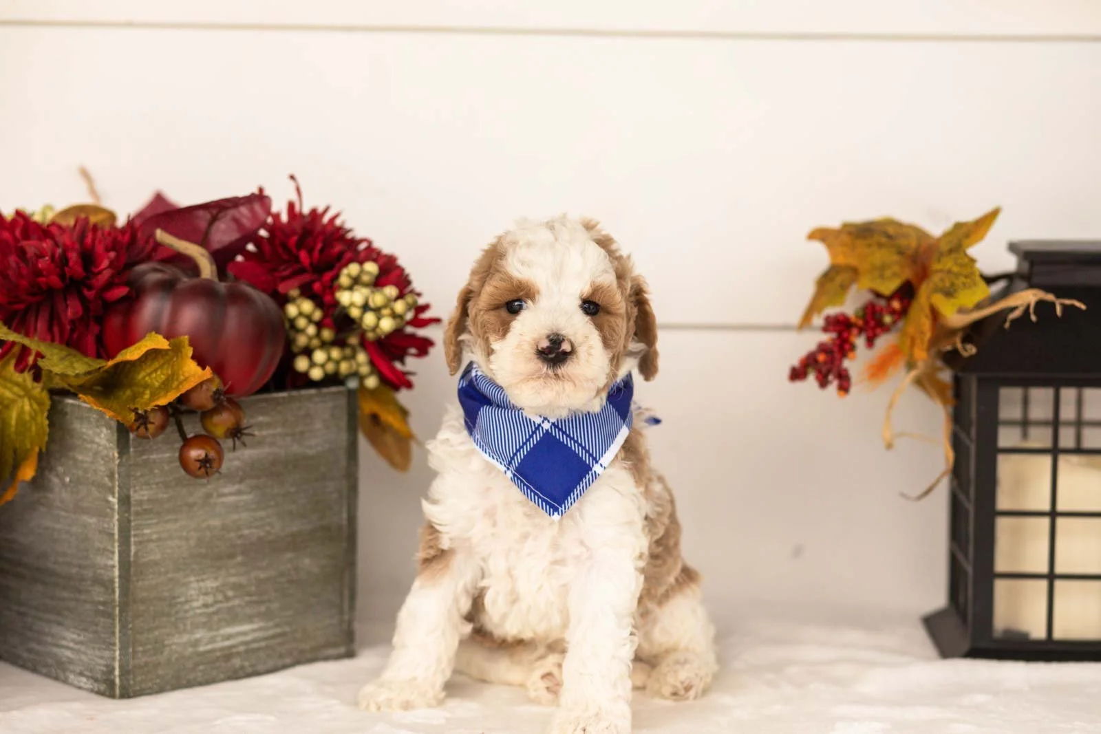 Wilder goldendoodle for sale.jpg