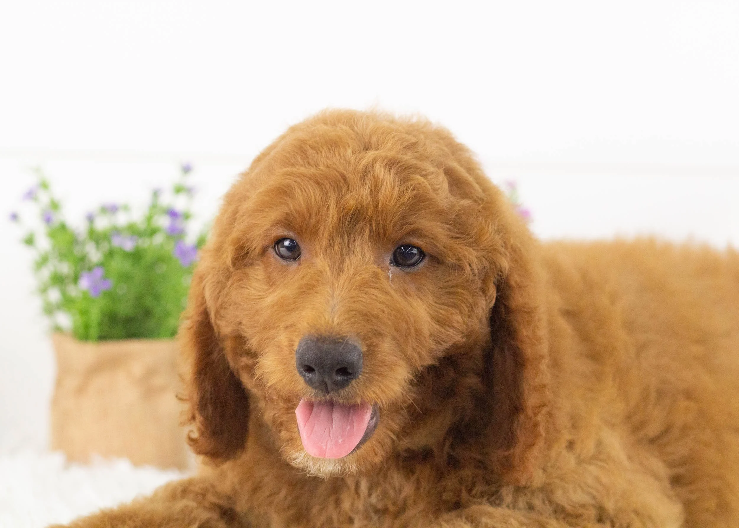 Buster Goldendoodle for sale(1).jpg