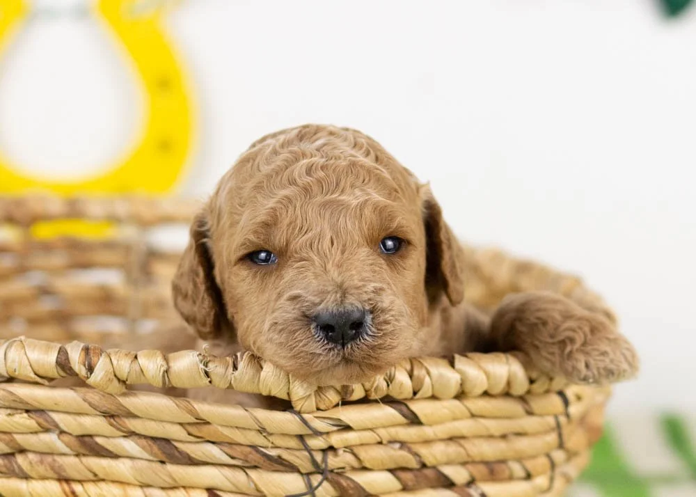 chuck goldendoodle for sale.jpg