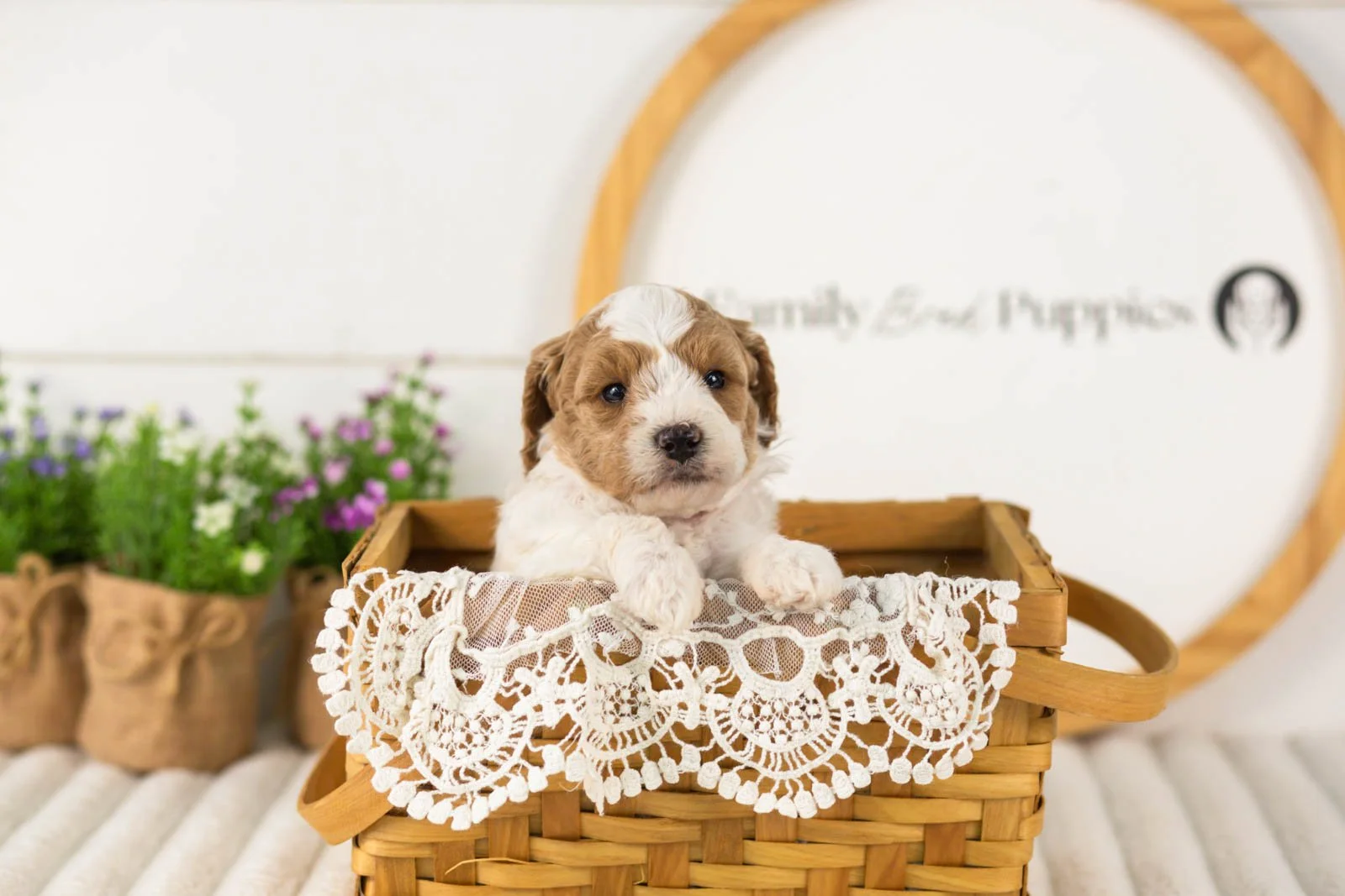Lark goldendoodle for sale(3).jpg