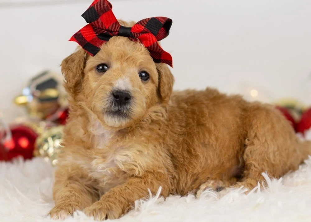 Fox goldendoodle for sale(3).jpg