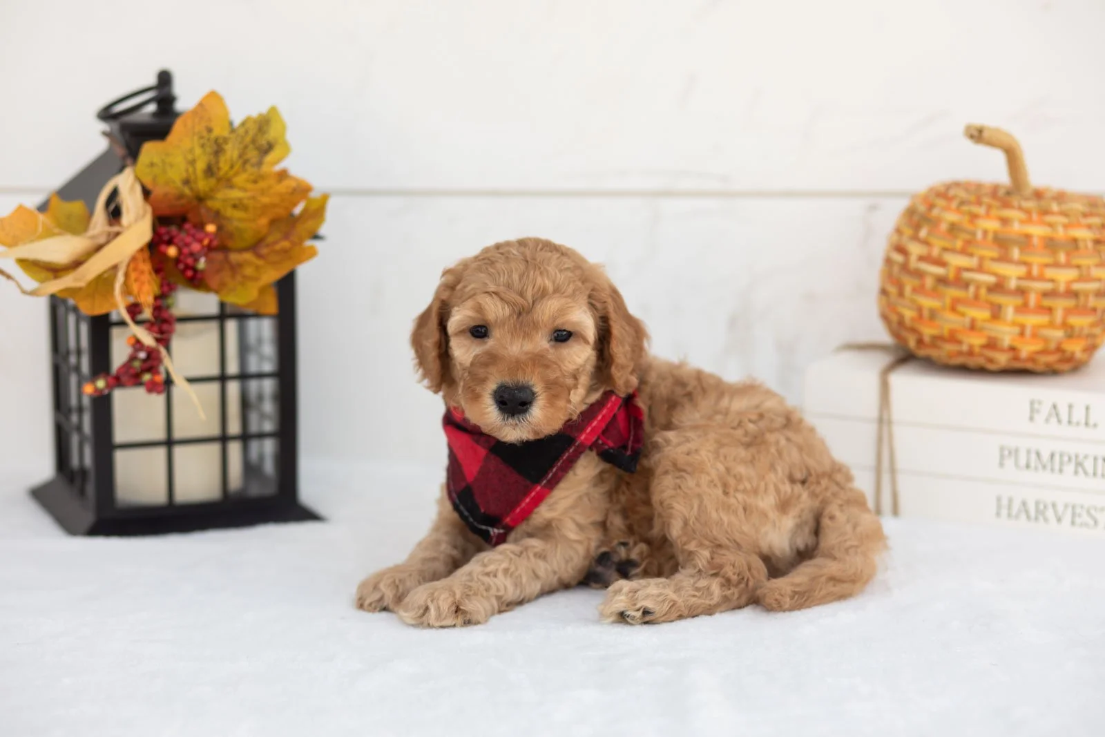 Jasper goldendoodle for sale 5.jpg