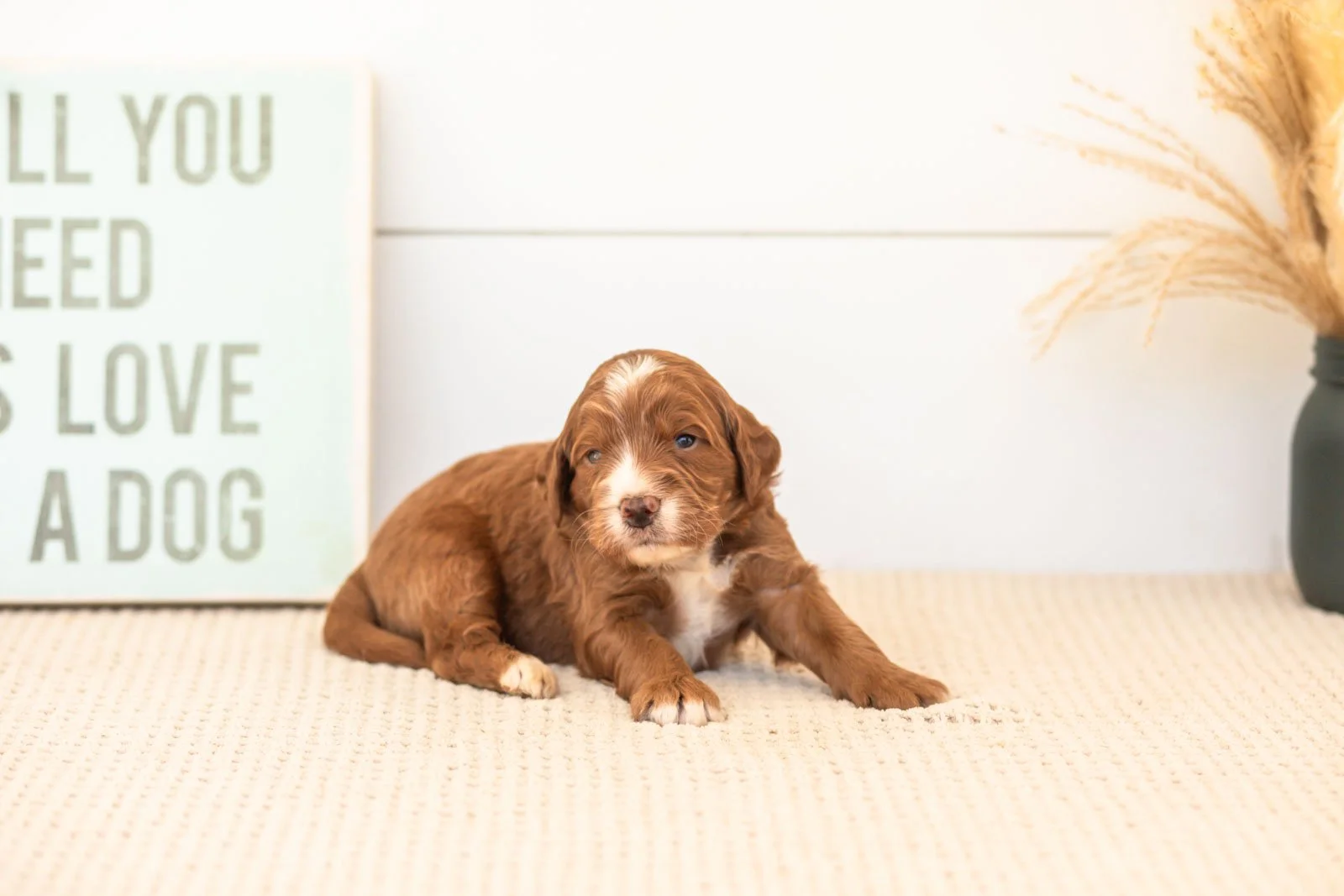 Barney goldendoodle for sale.jpg