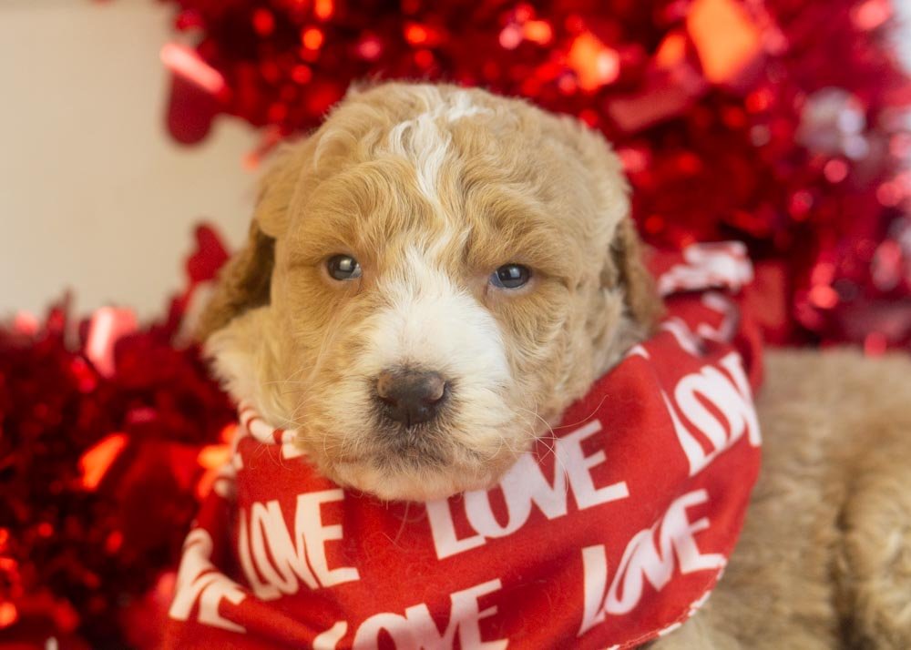 Lionel goldendoodle for sale(1).jpg