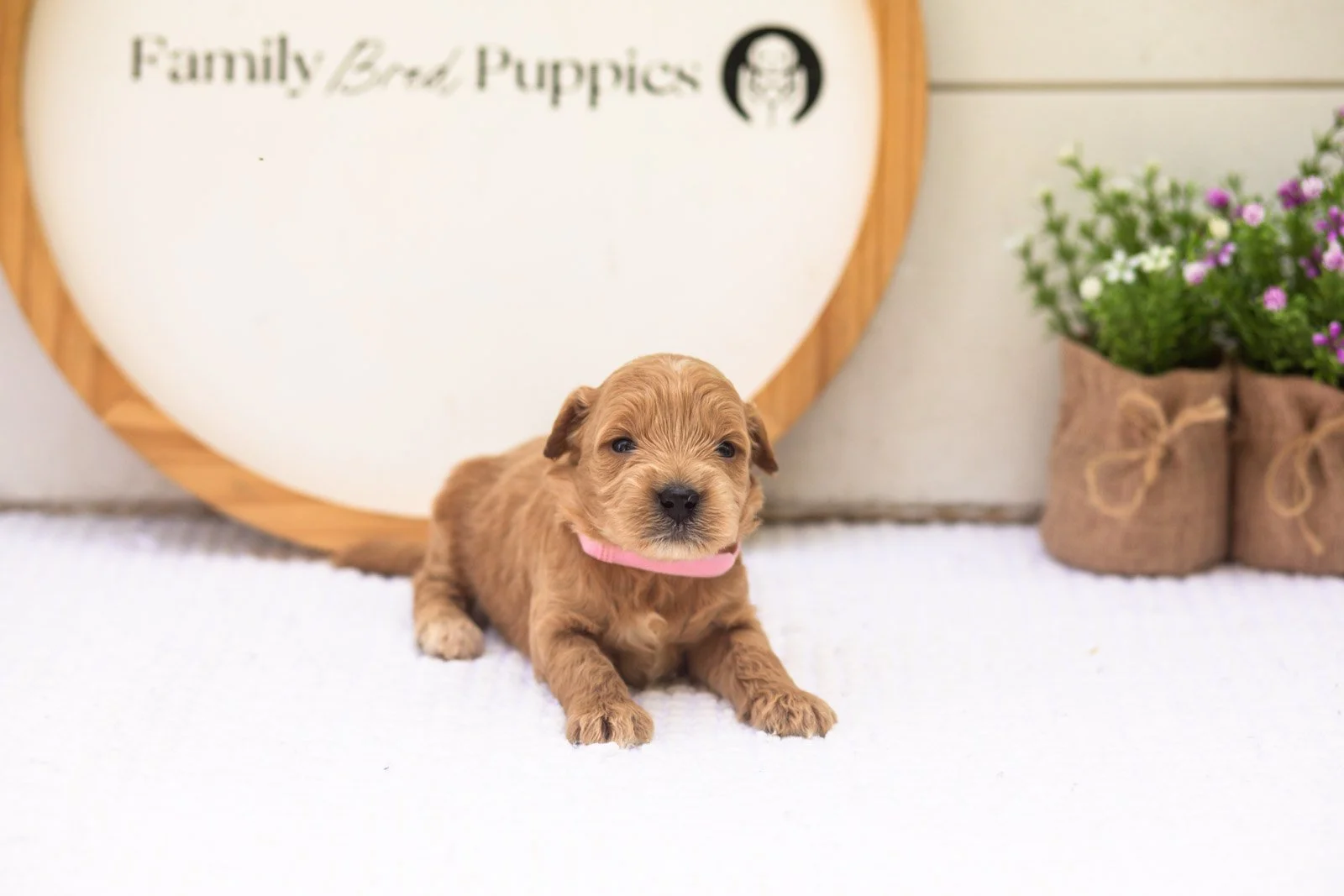 Willow goldendoodle for sale(1).jpg