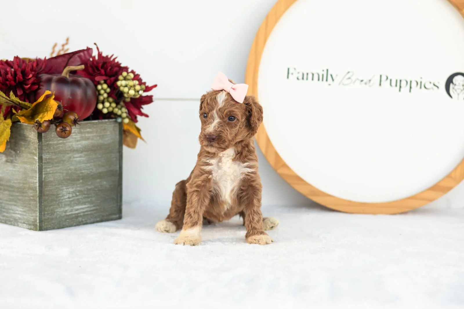 Tatra goldendoodle for sale.jpg