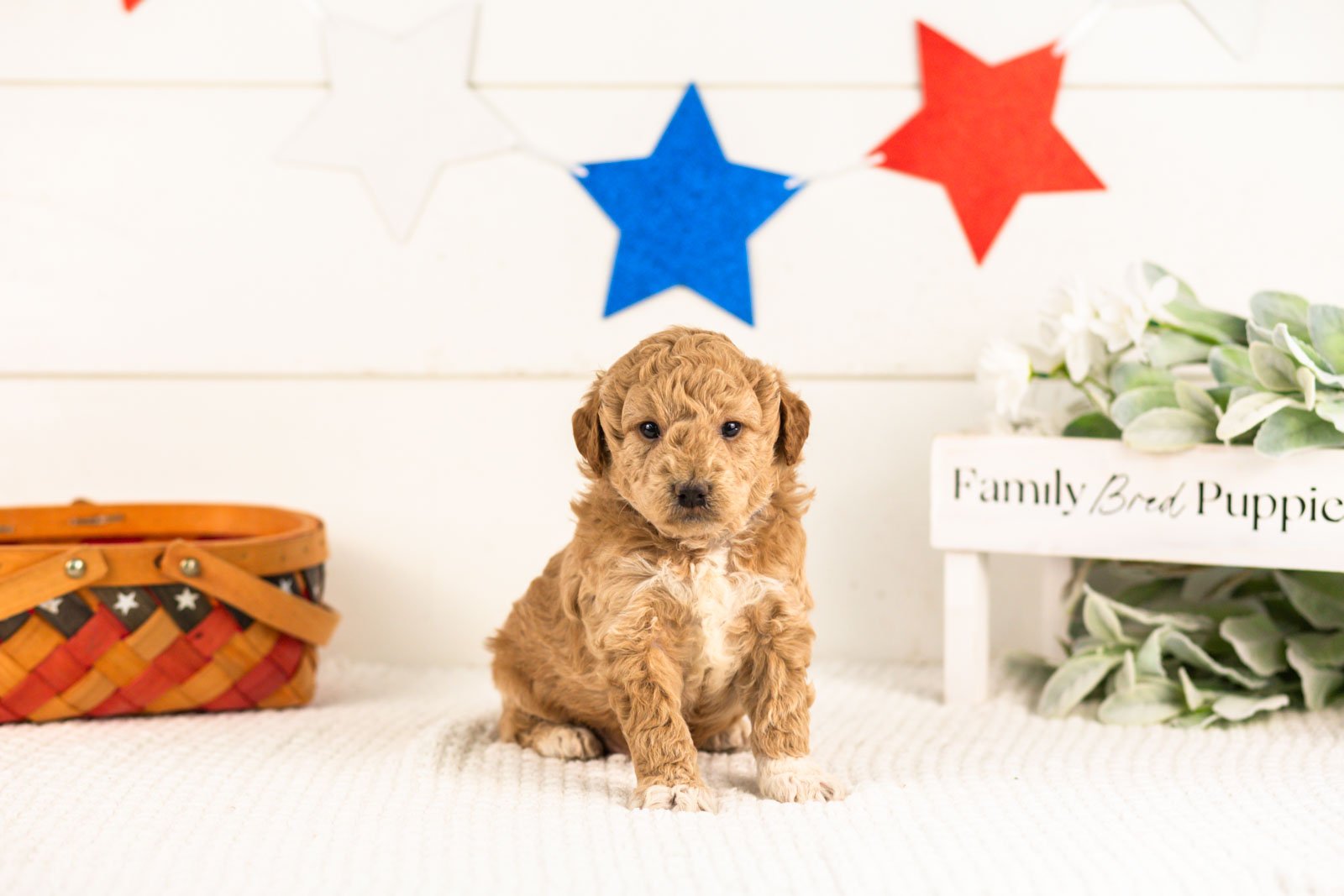 caleb goldendoodle for sale.(2).jpg
