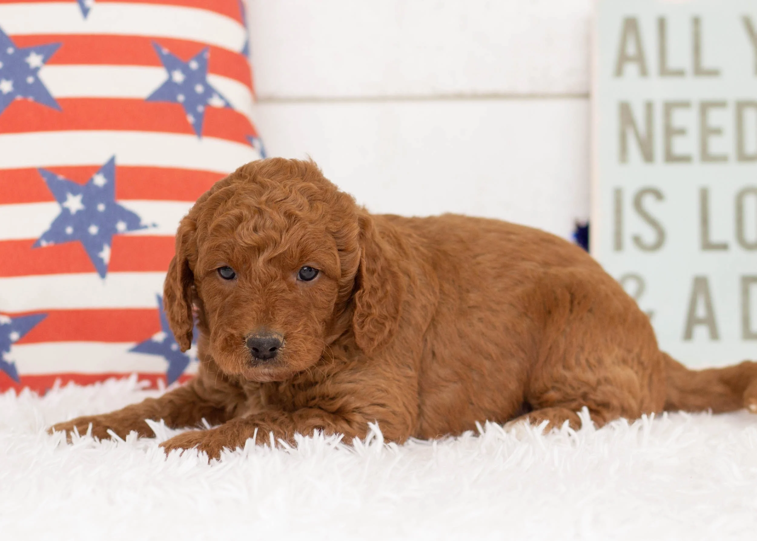 Buster Goldendoodle For Sale(1).jpg