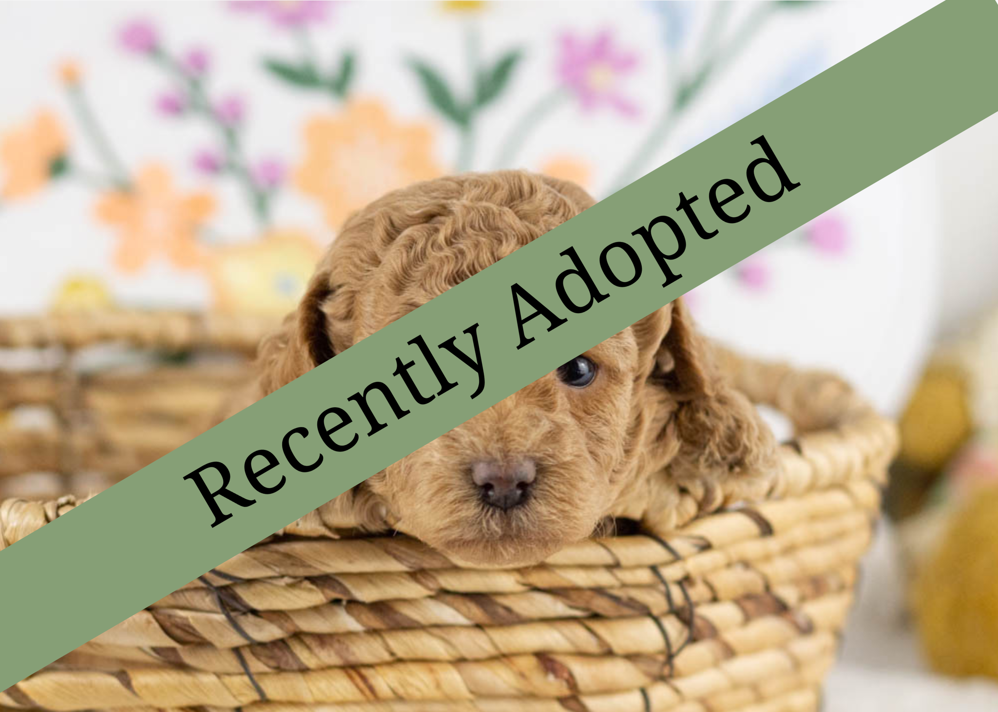 goldendoodle for sale