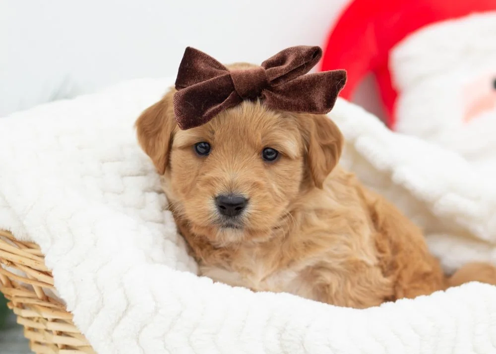 Pecan Pie goldendoodles for sale(3).jpg