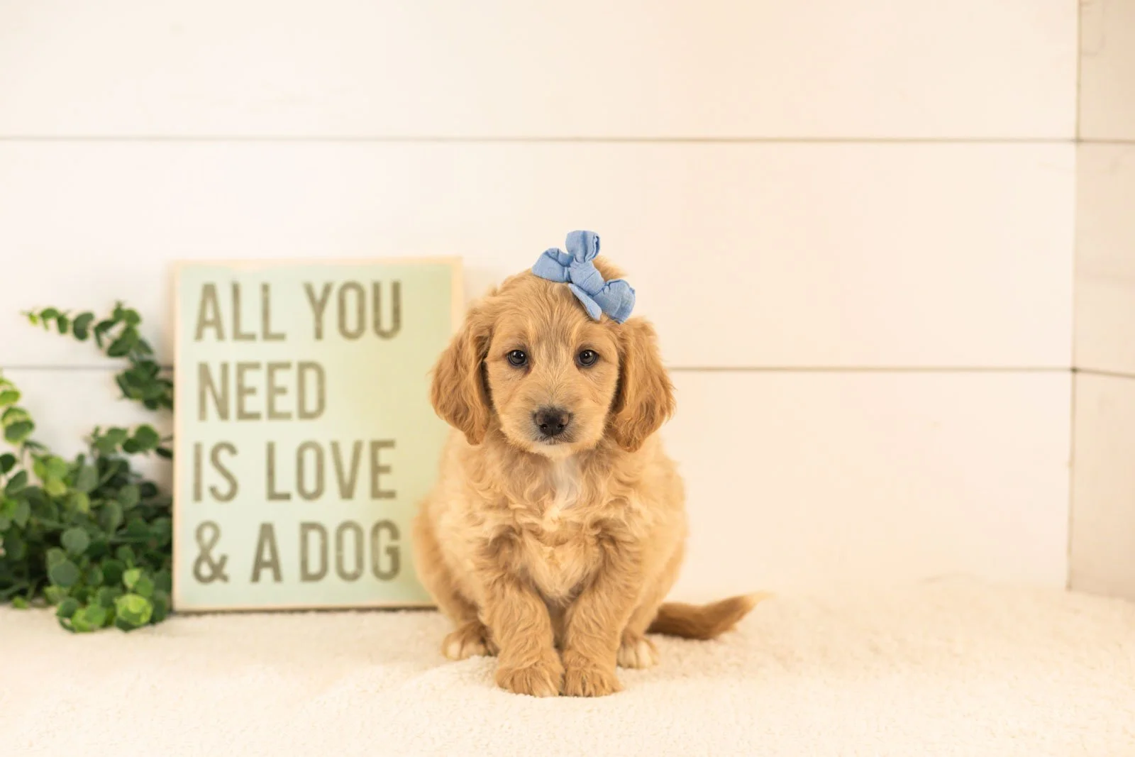 Donna goldendoodle for sale(2).jpg