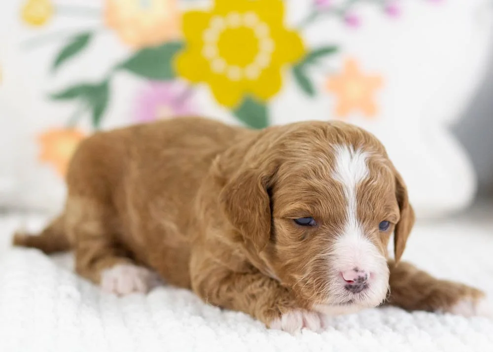 fancy goldendoodle for sale..jpg