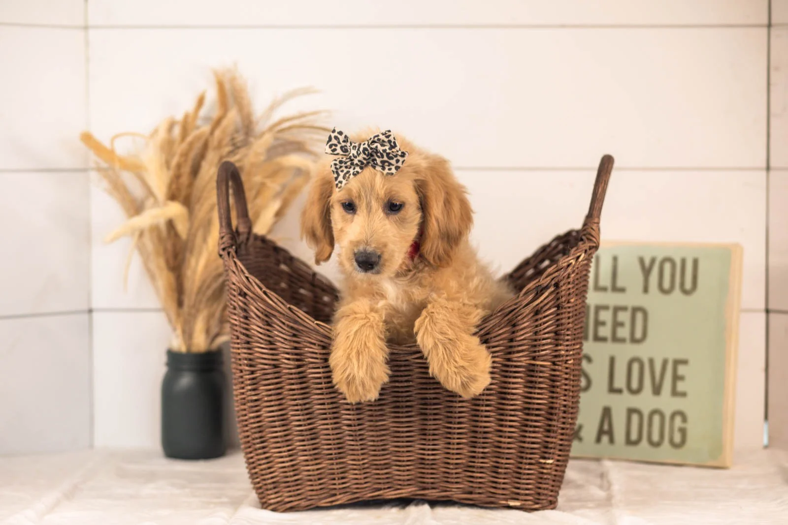 Donna goldendoodle for sale(3).jpg