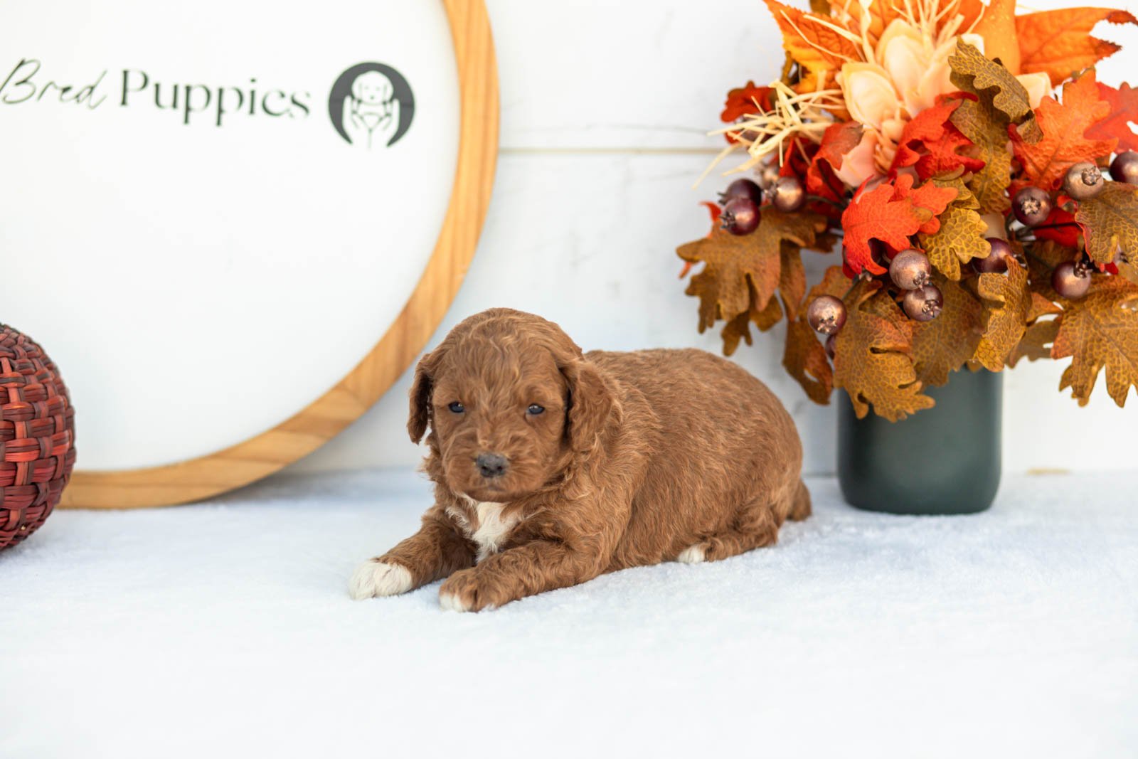 Caroline goldendoodle for sale 4.jpg