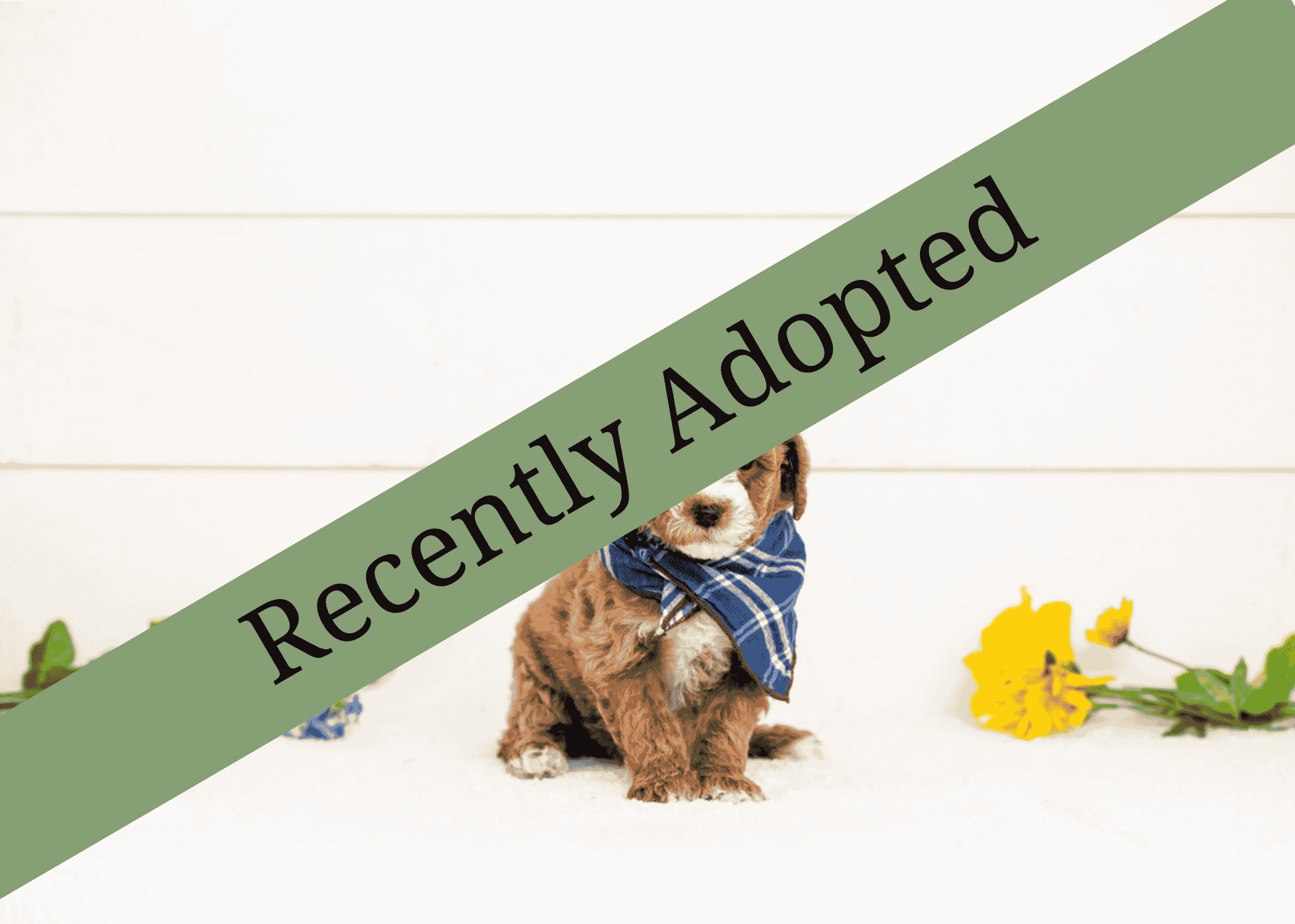 goldendoodle for sale