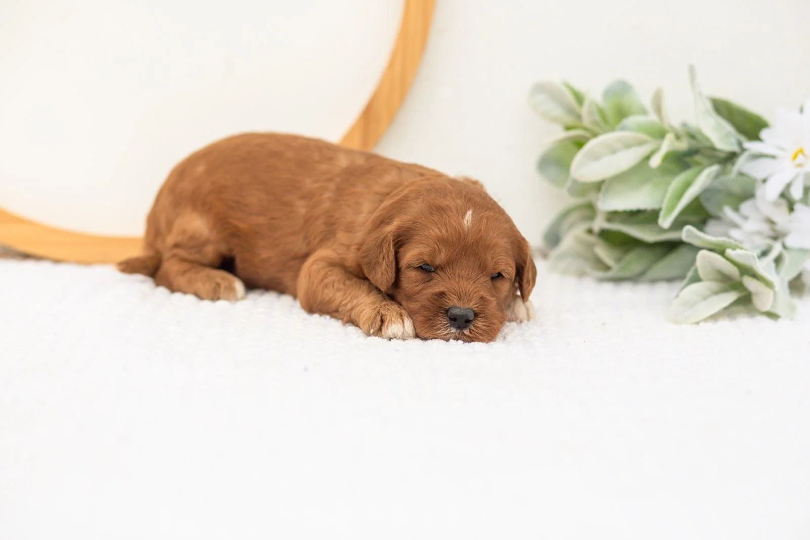 Clarity goldendoodle for sale(1).jpg