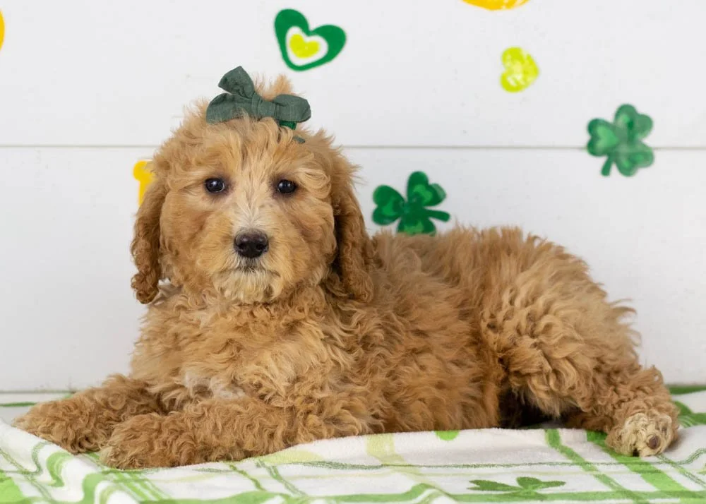 Lucille goldendoodle for sale(1).jpg