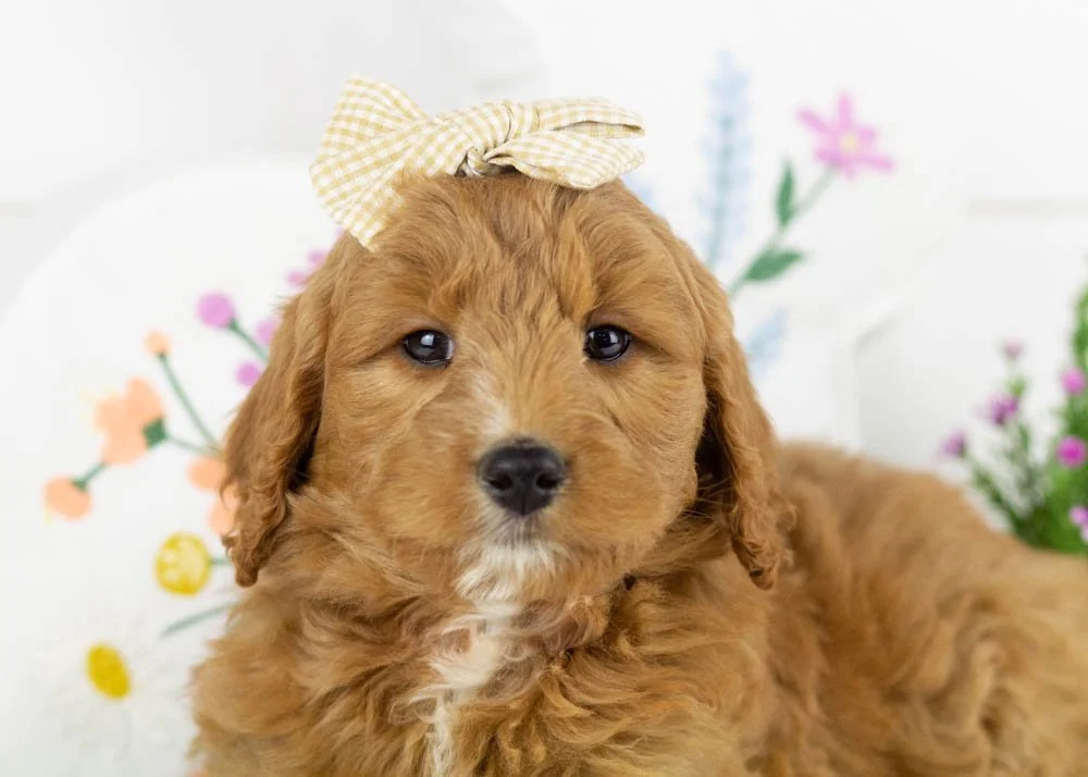 chai goldendoodle for sale(2).jpg