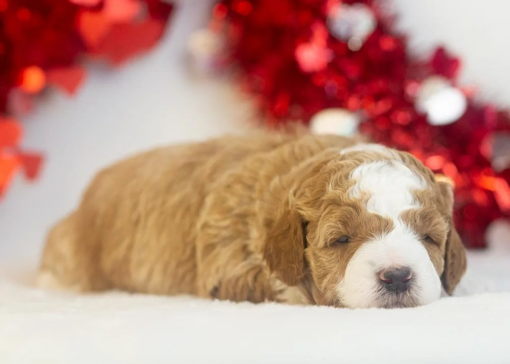 Buzz goldendoodle for sale(1).jpg